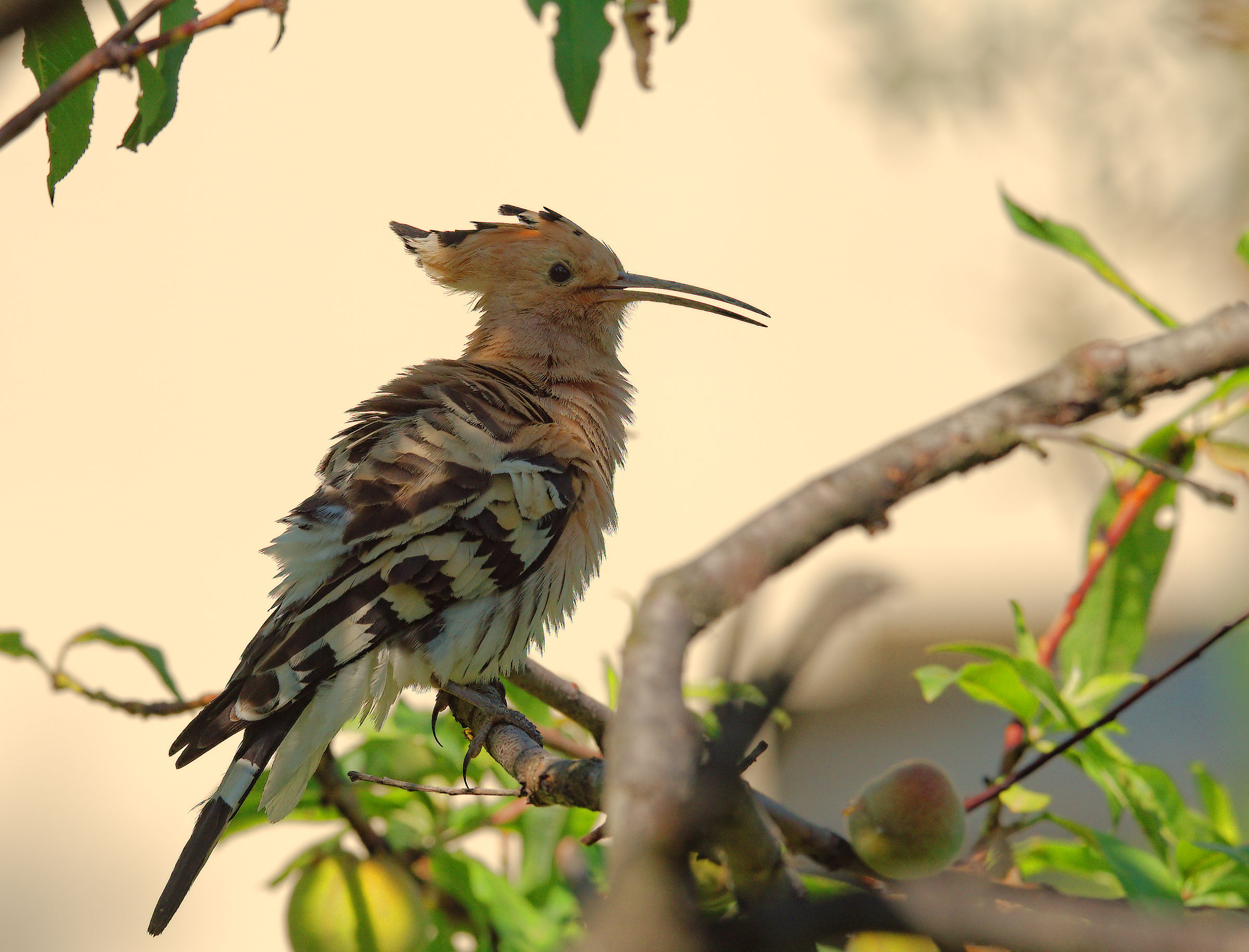 Hoopoe