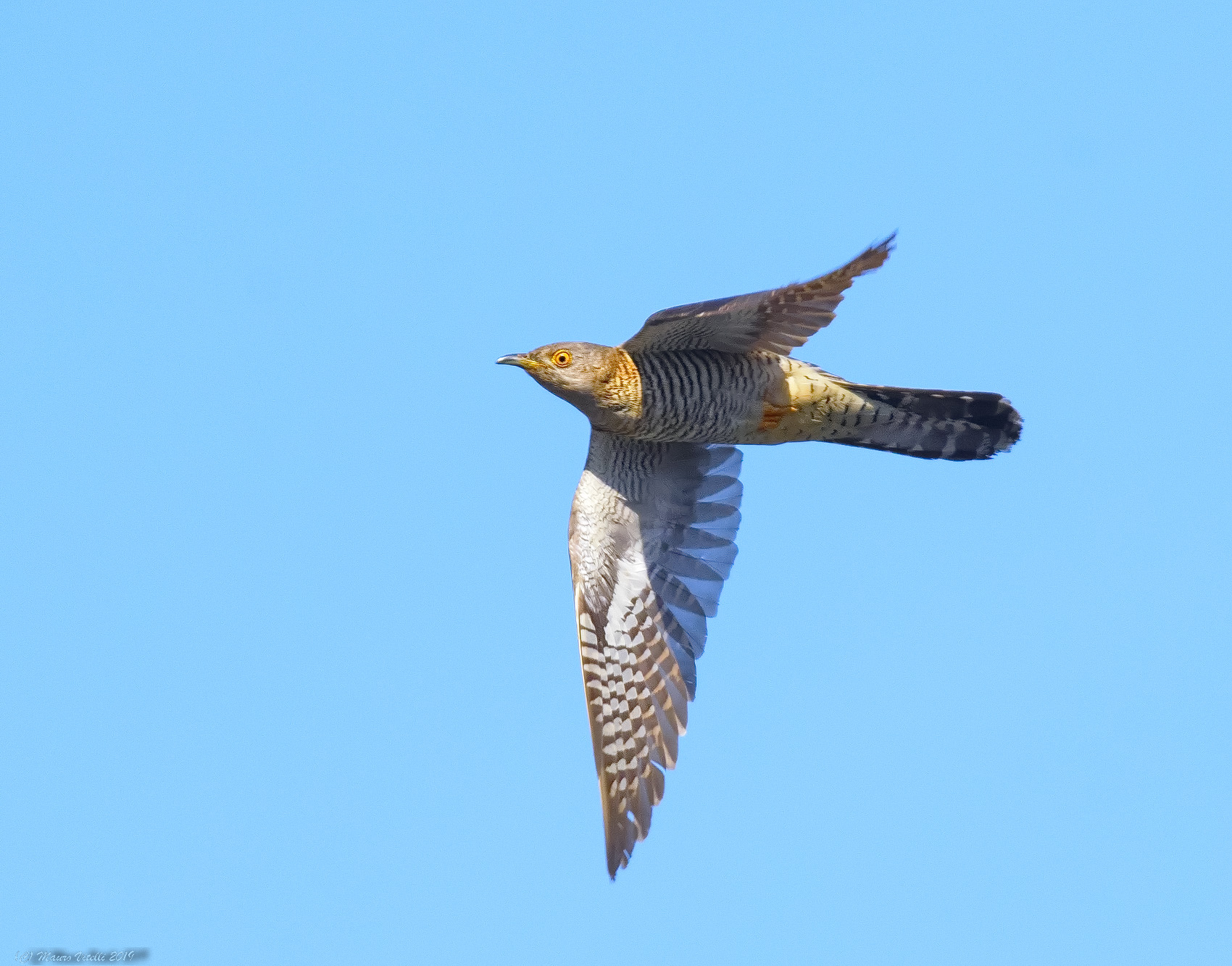 Cuckoo (Cuculus canorus)