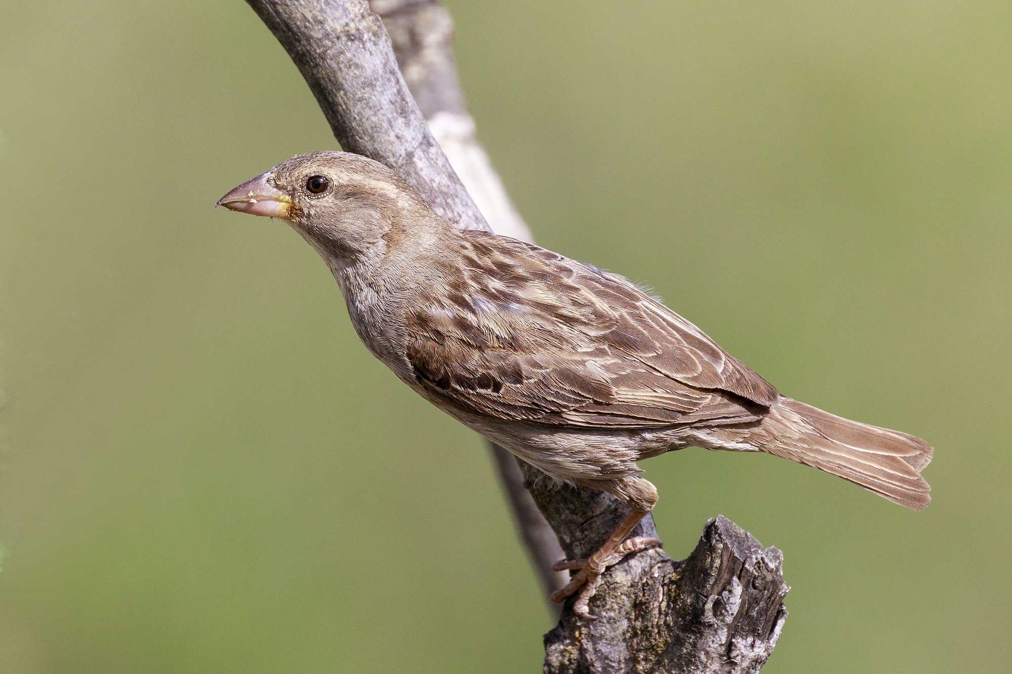 Common sparrow.