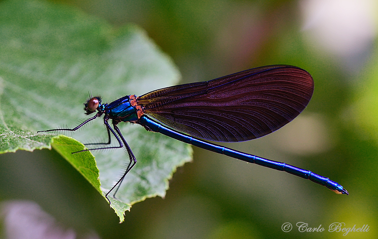 Colopteryx  Haemorroidalis