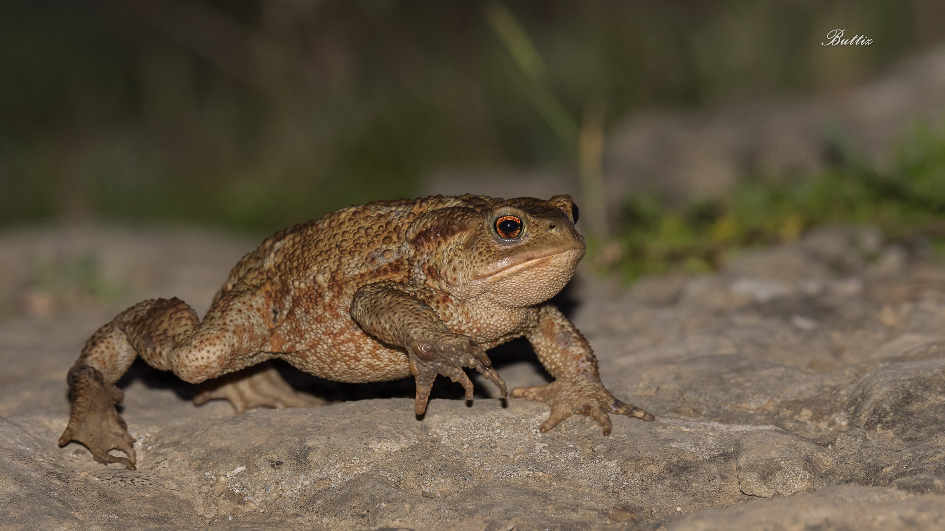 Common Toad