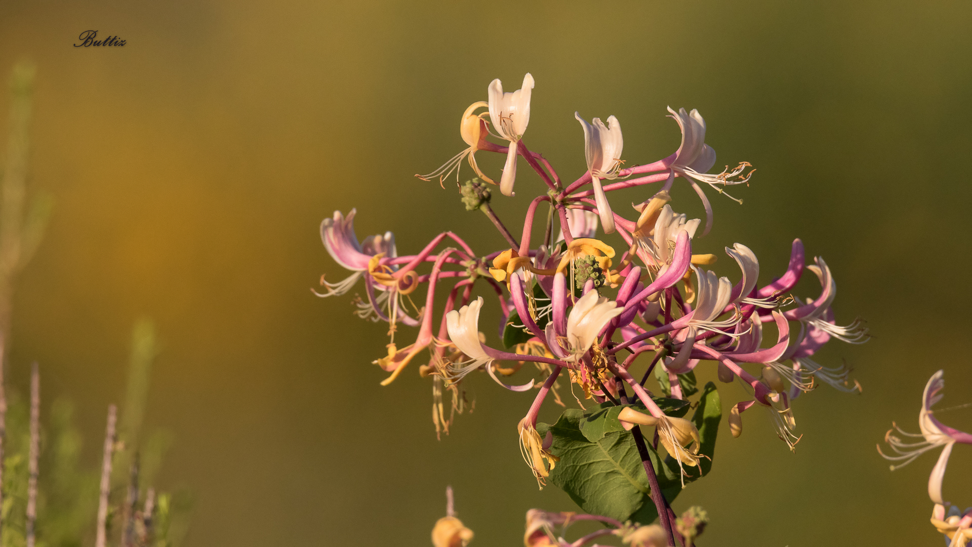 I colori della primavera