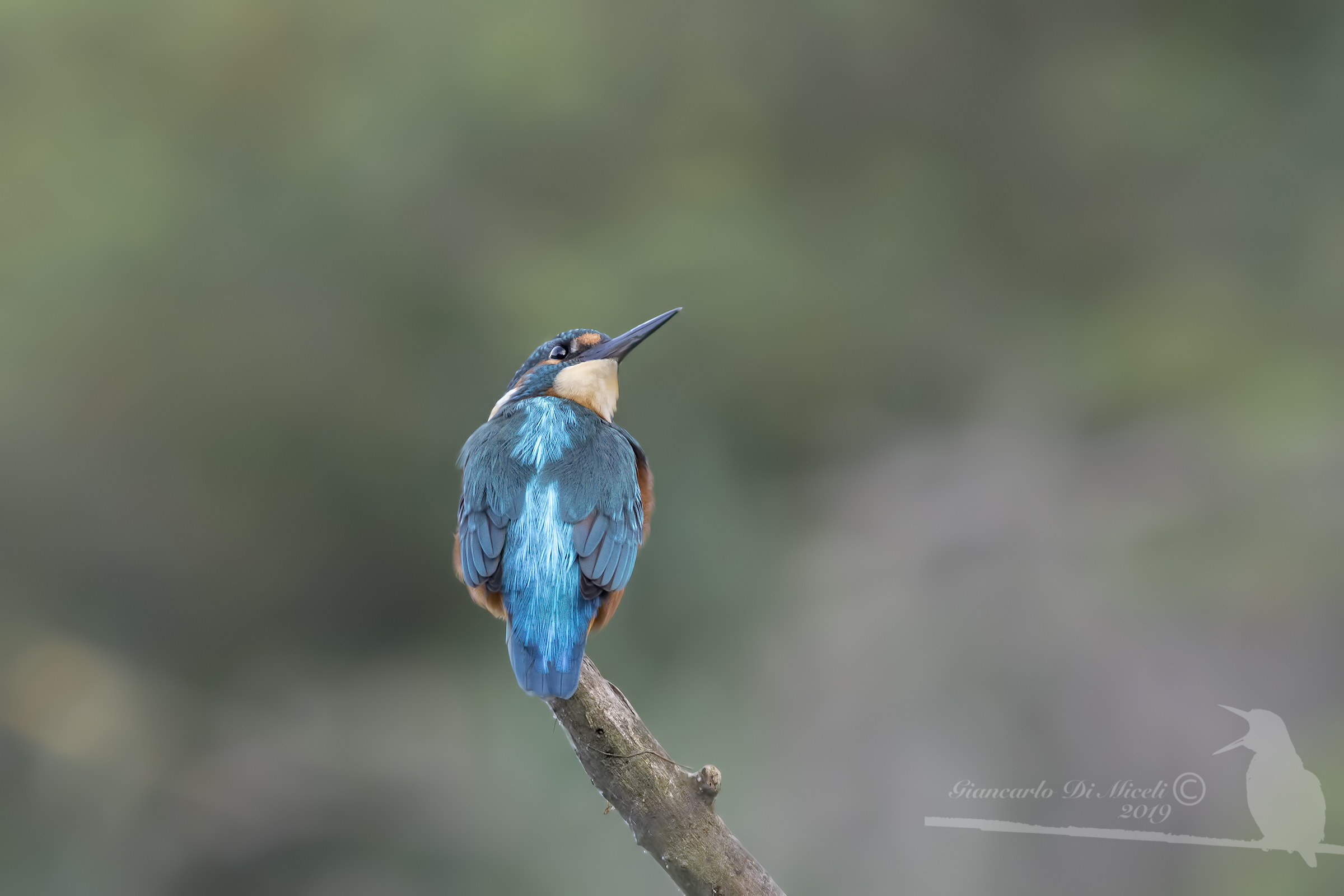 Looking into the sky
