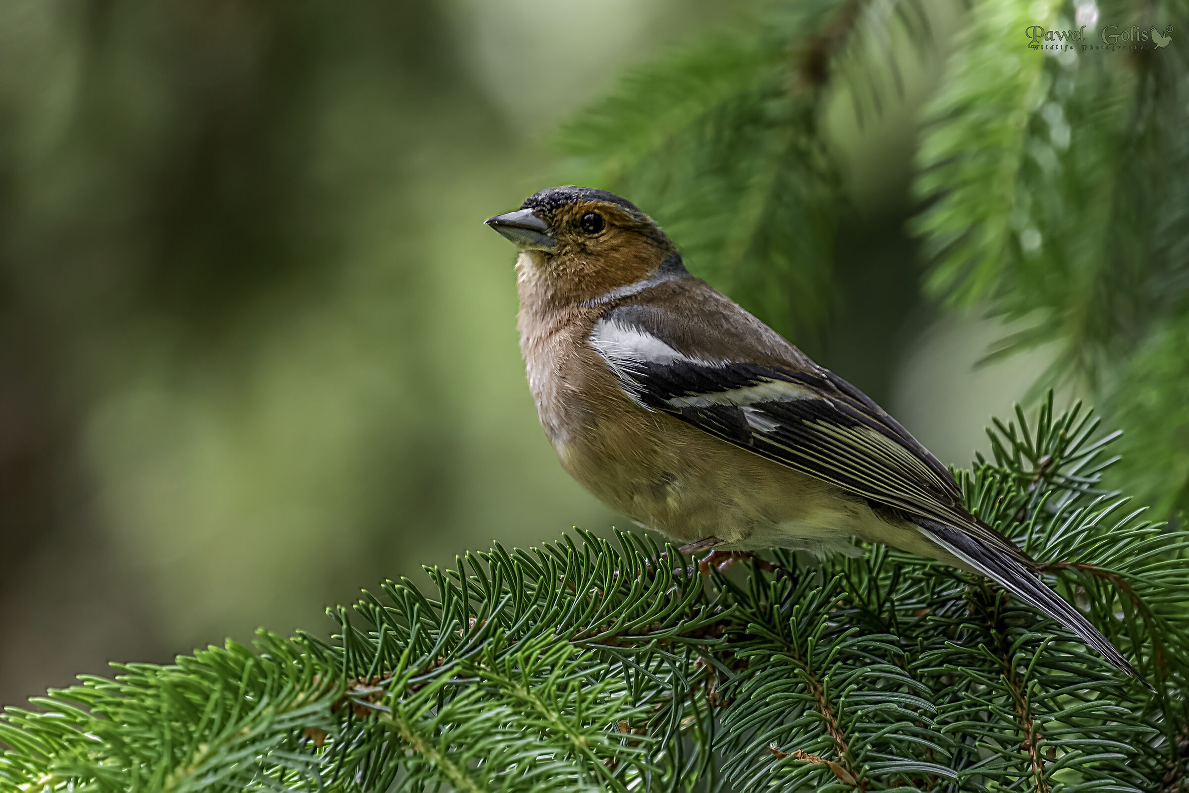 Chaffinch comune (Fringilla coelebs)