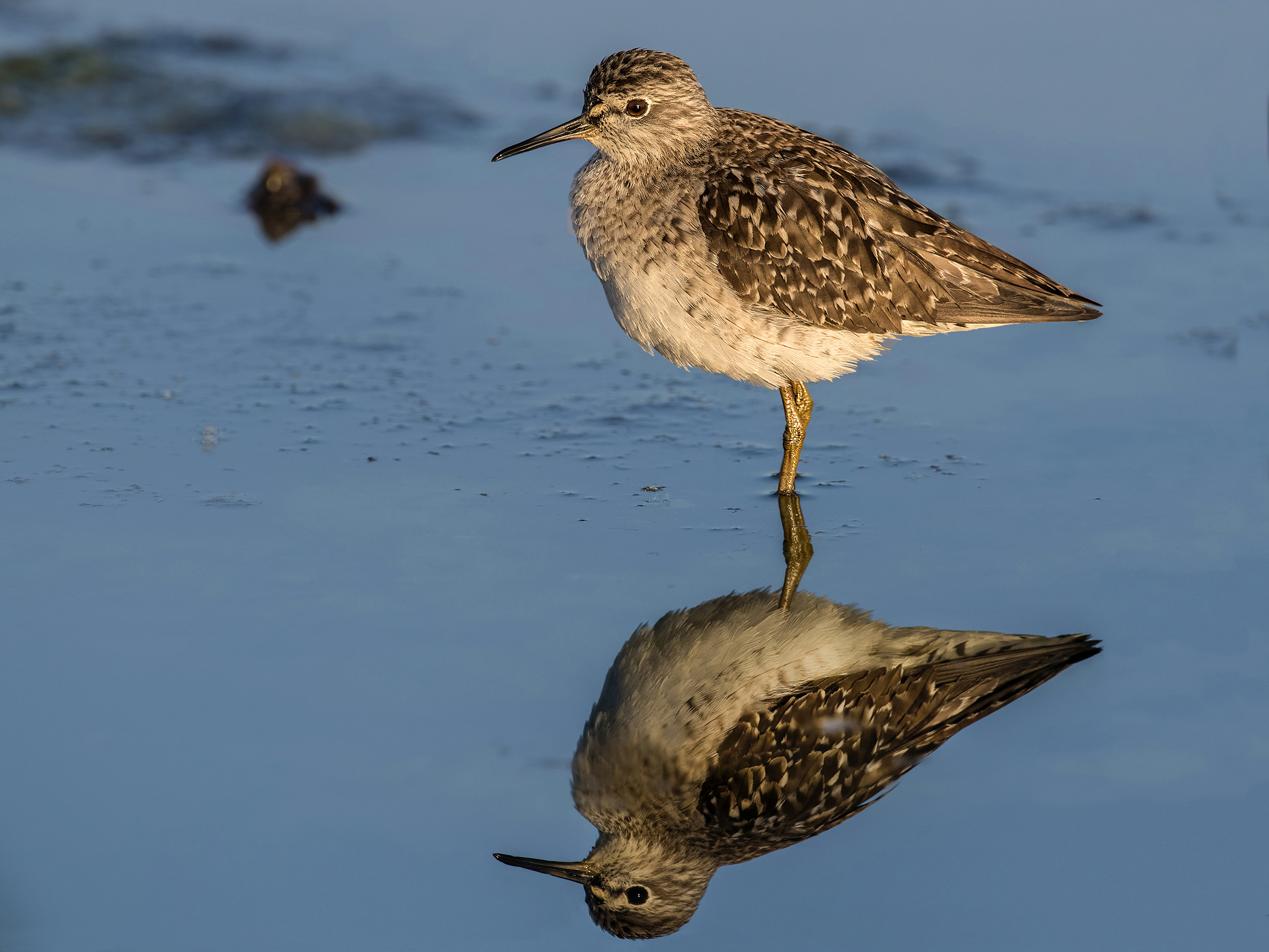 mirrored wooded pyro