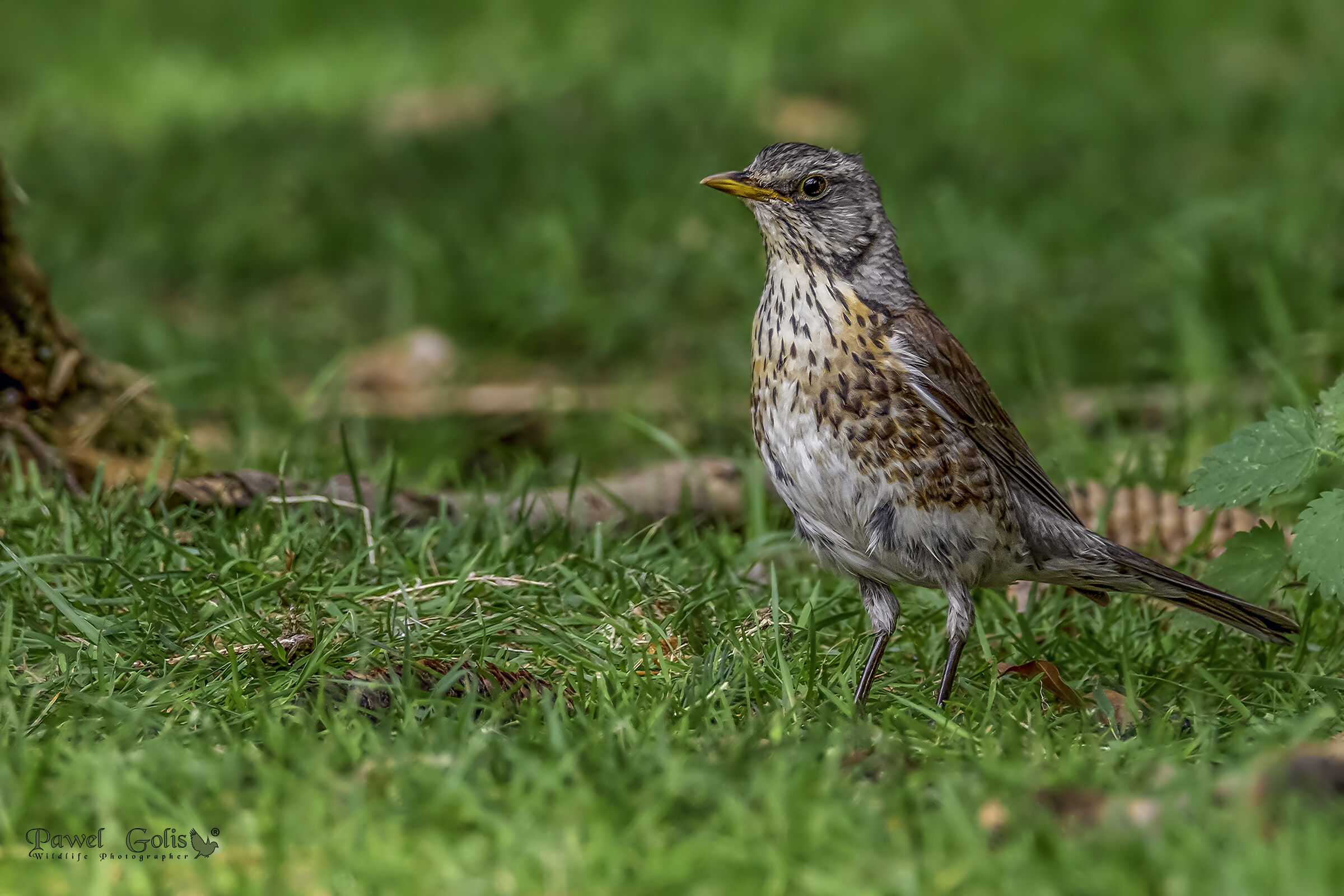 Fieldfare (Turdus pilaris)