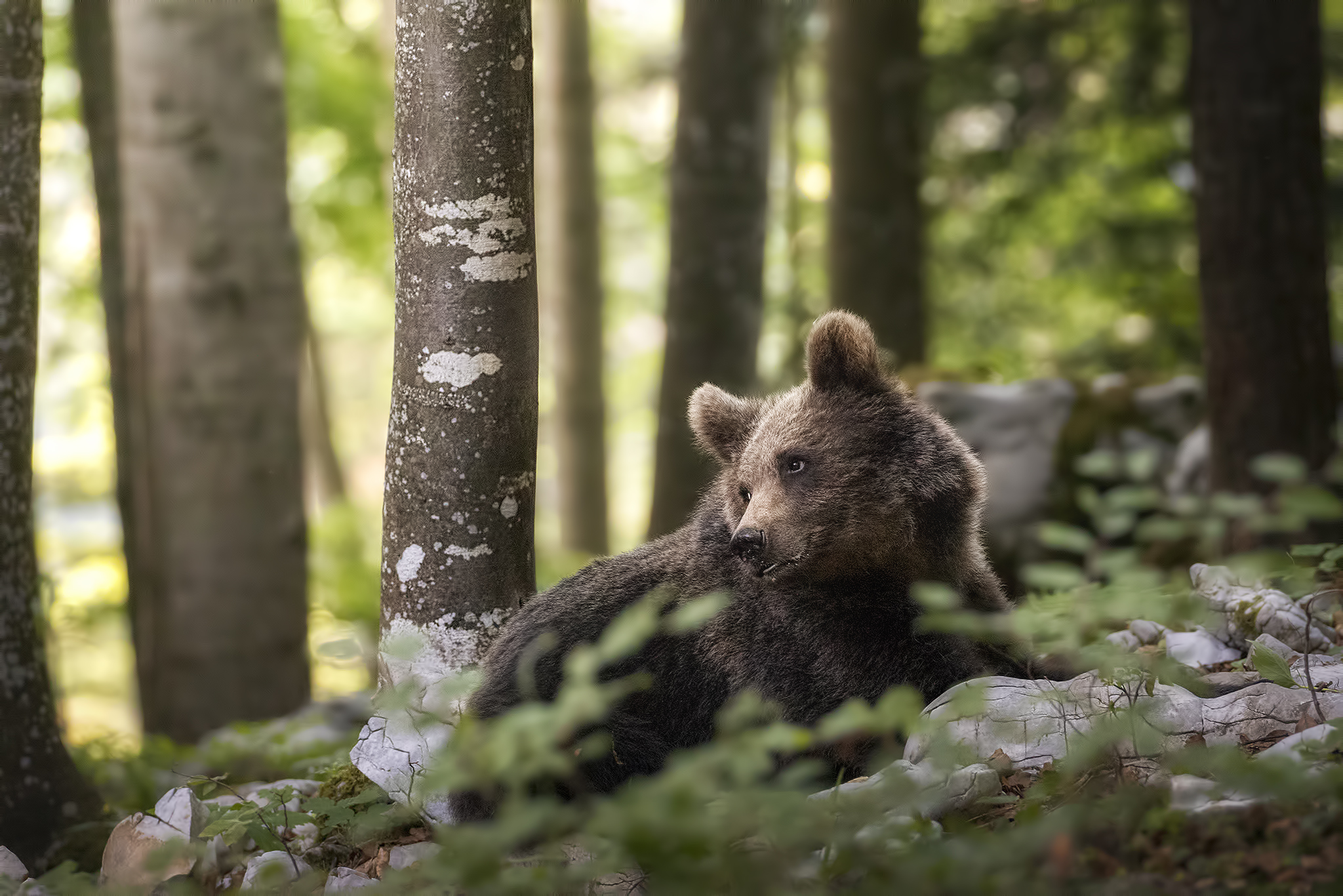 The Smile of the Bear