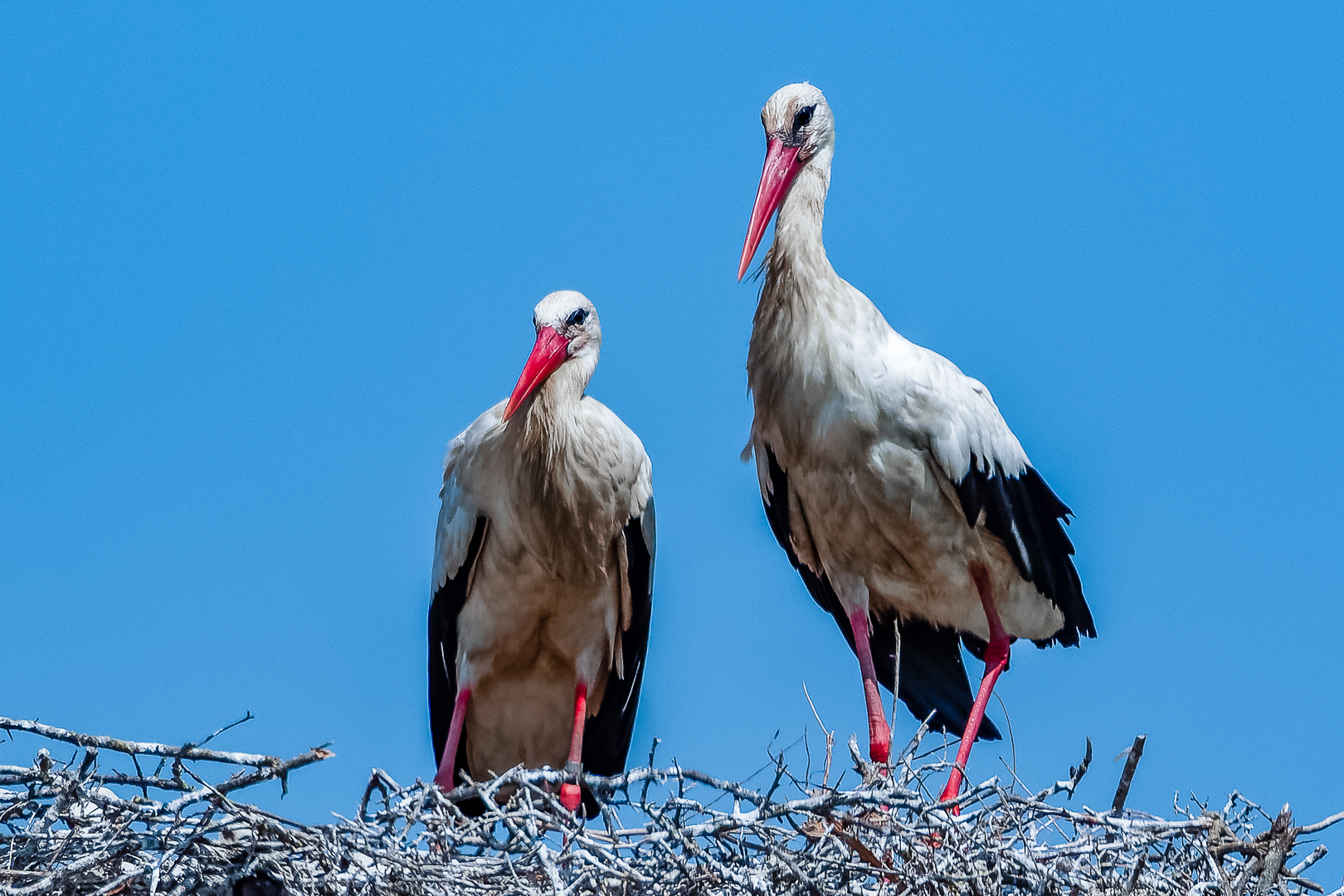 The pair (Female on the left)