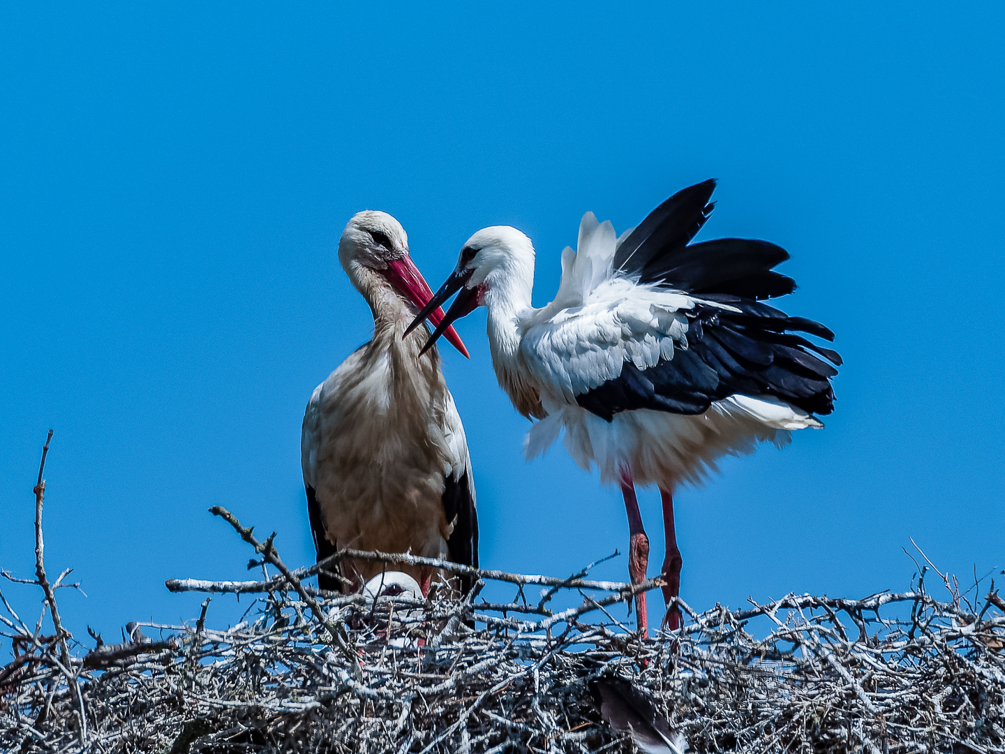 But there's another one in the nest