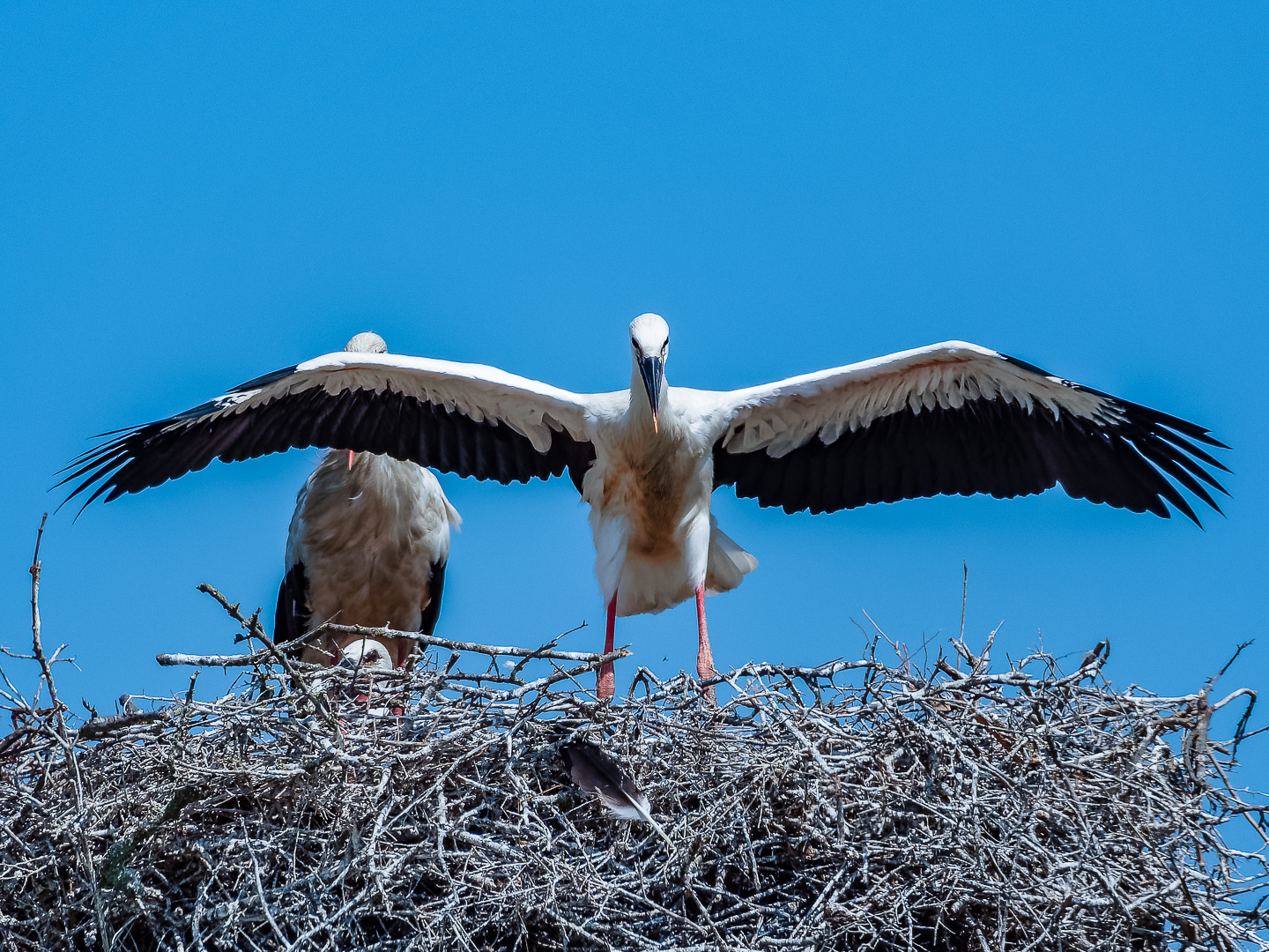 Tonight I'm going to jump