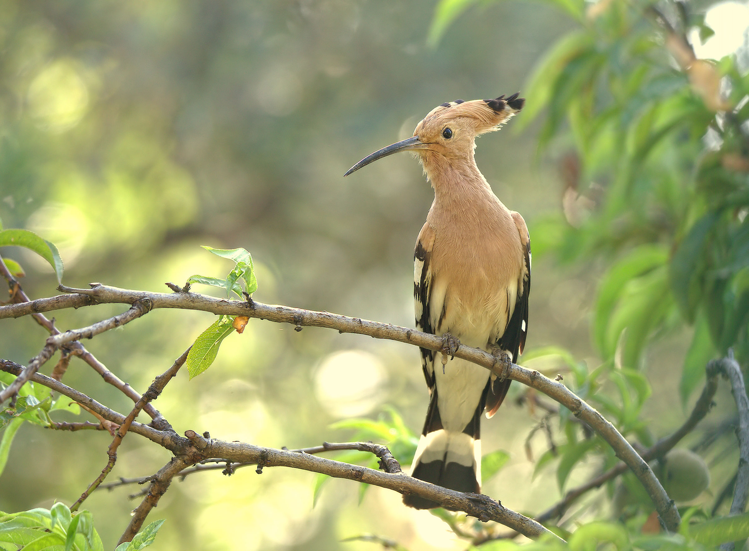 Hoopoe