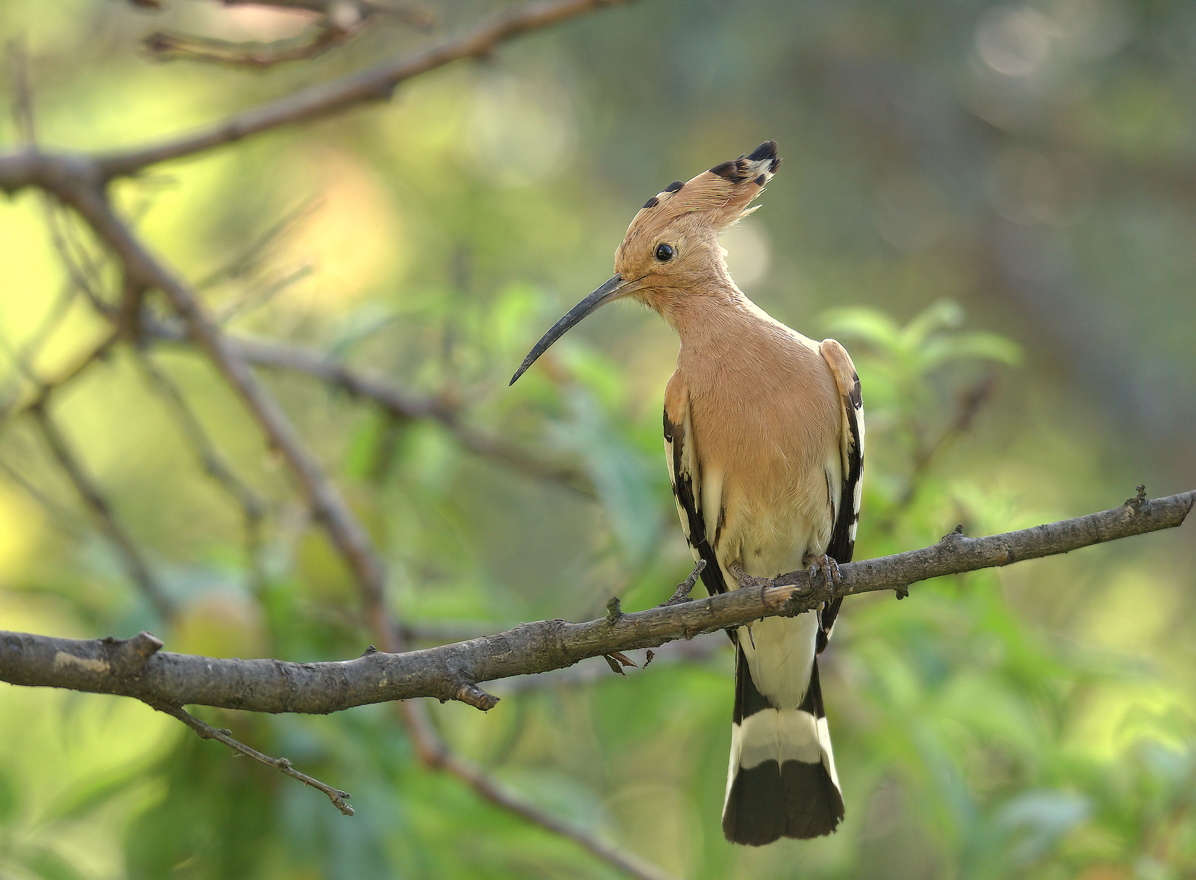 Hoopoe