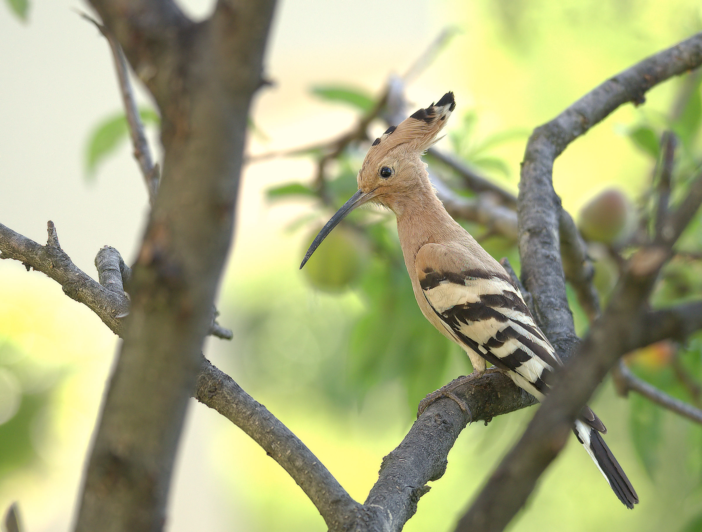 Hoopoe