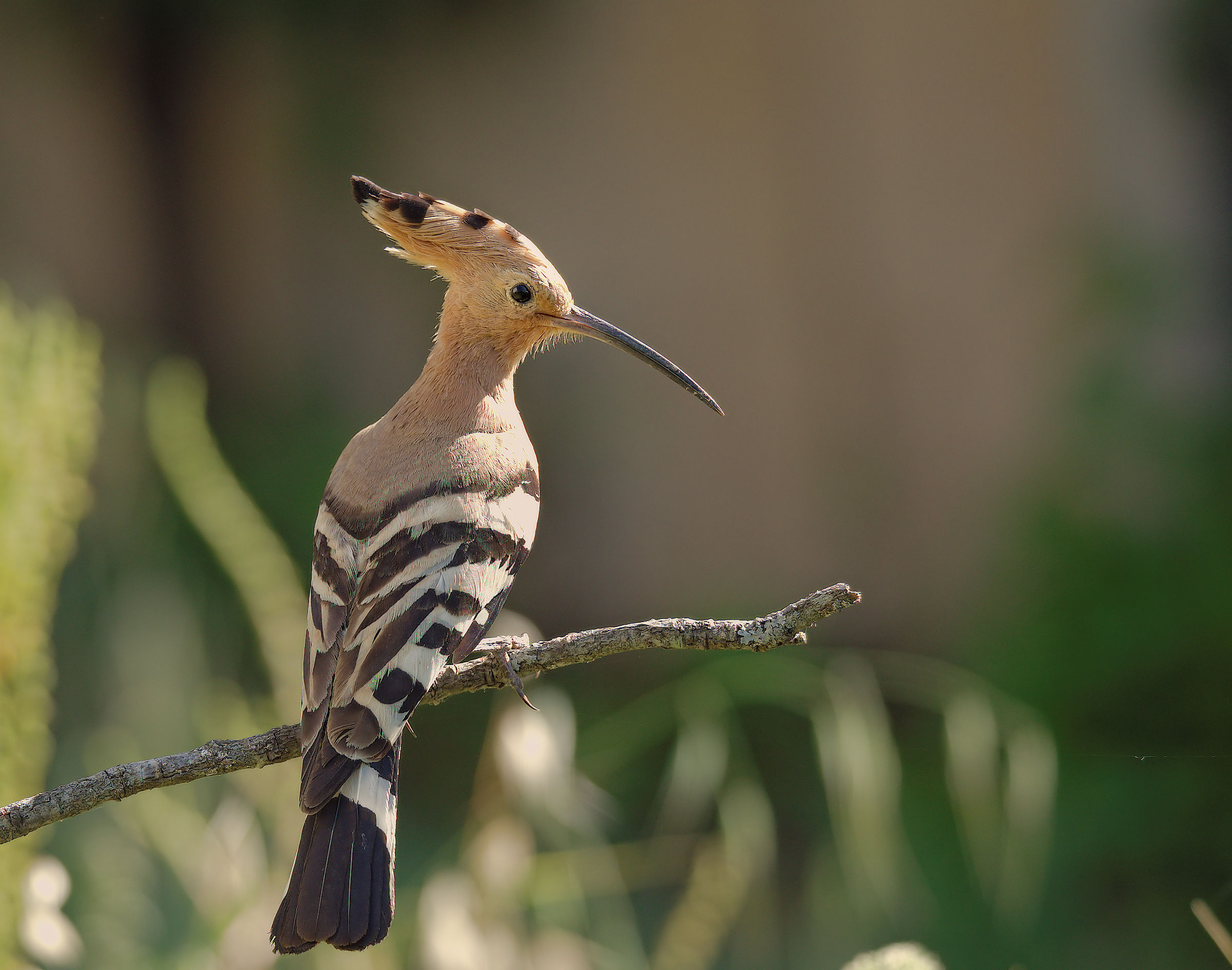 Hoopoe