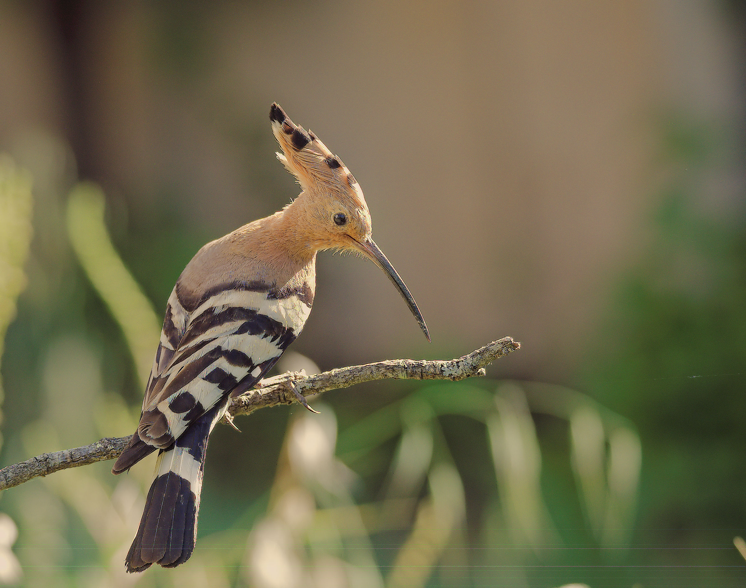Hoopoe