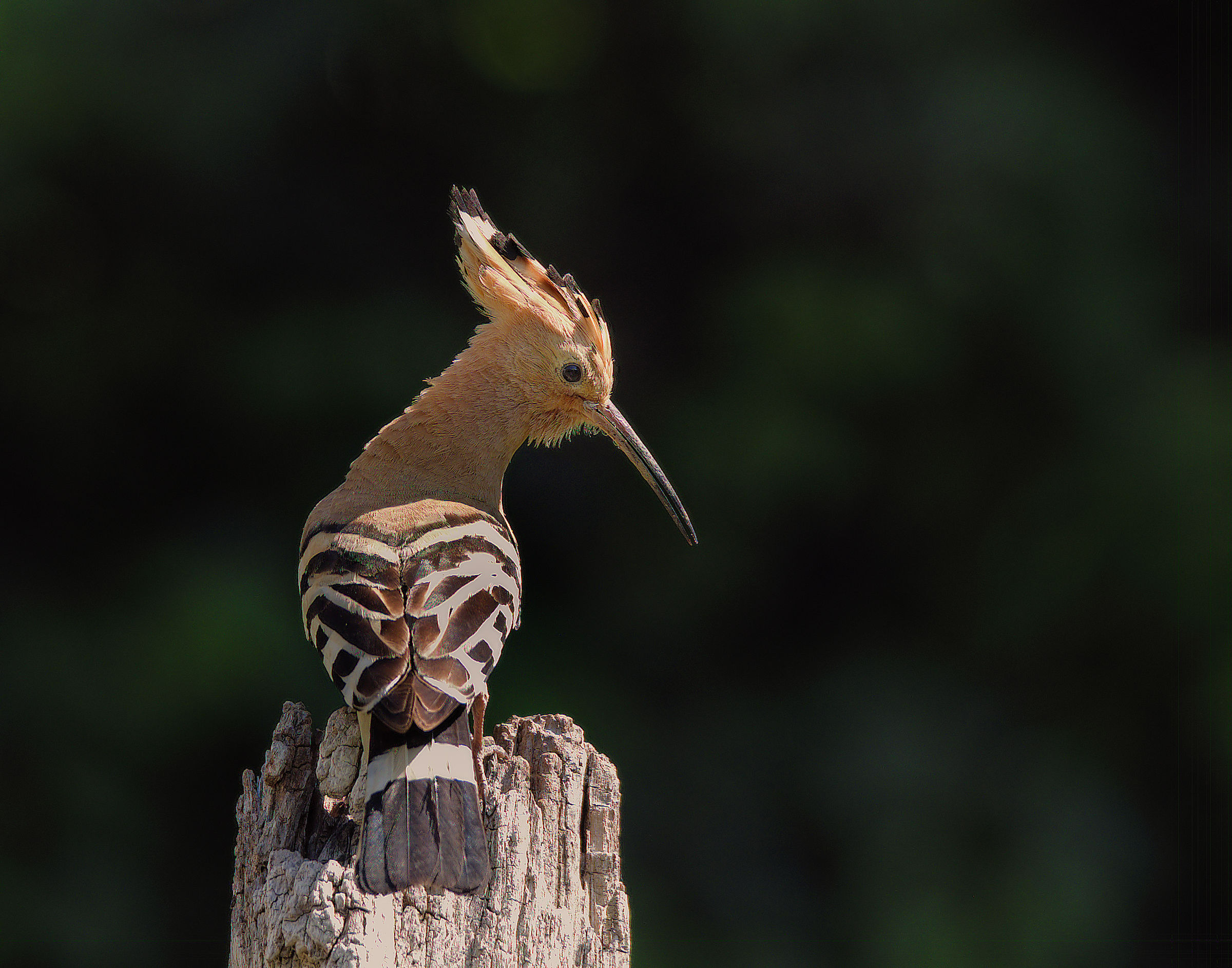 Hoopoe