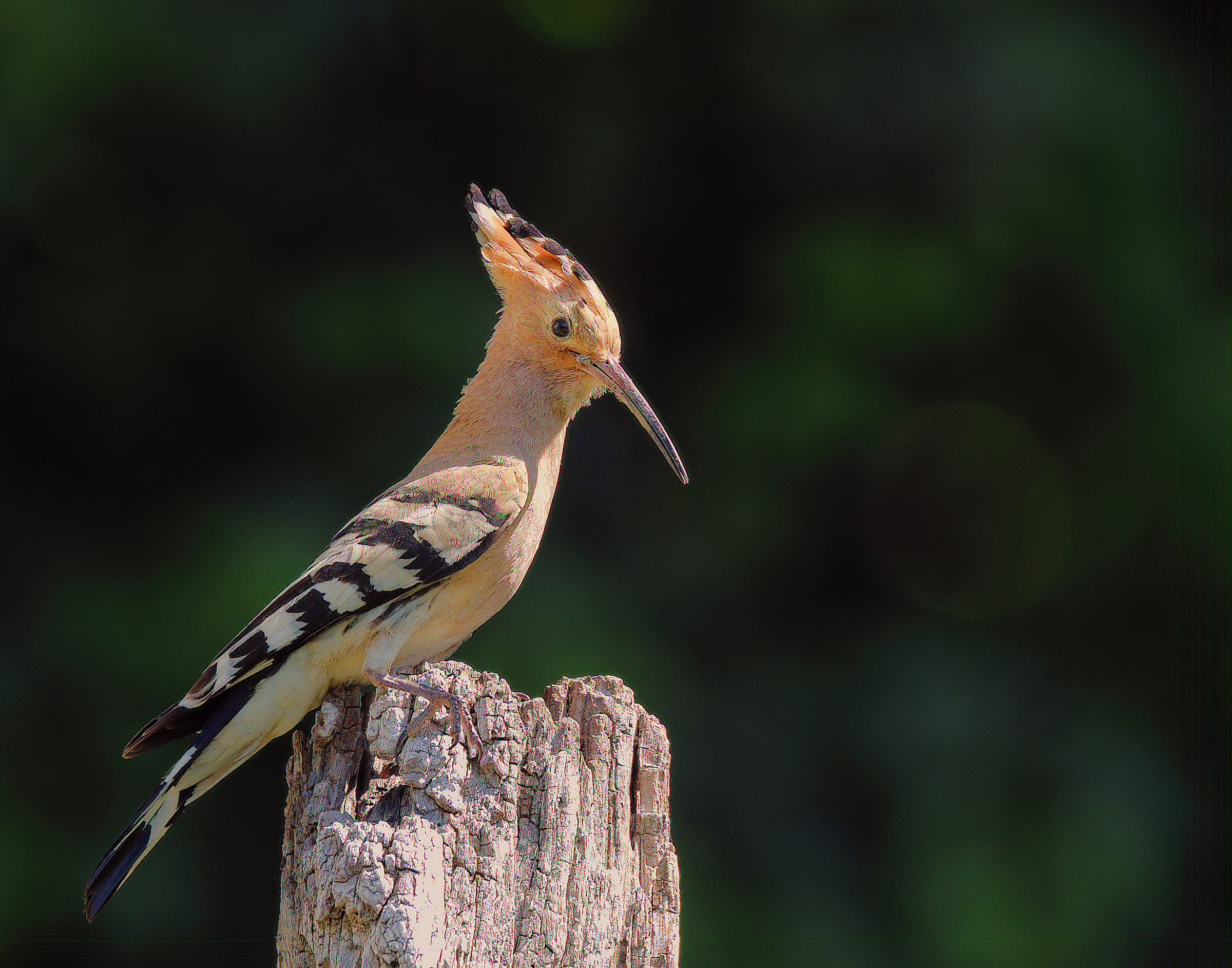 Hoopoe