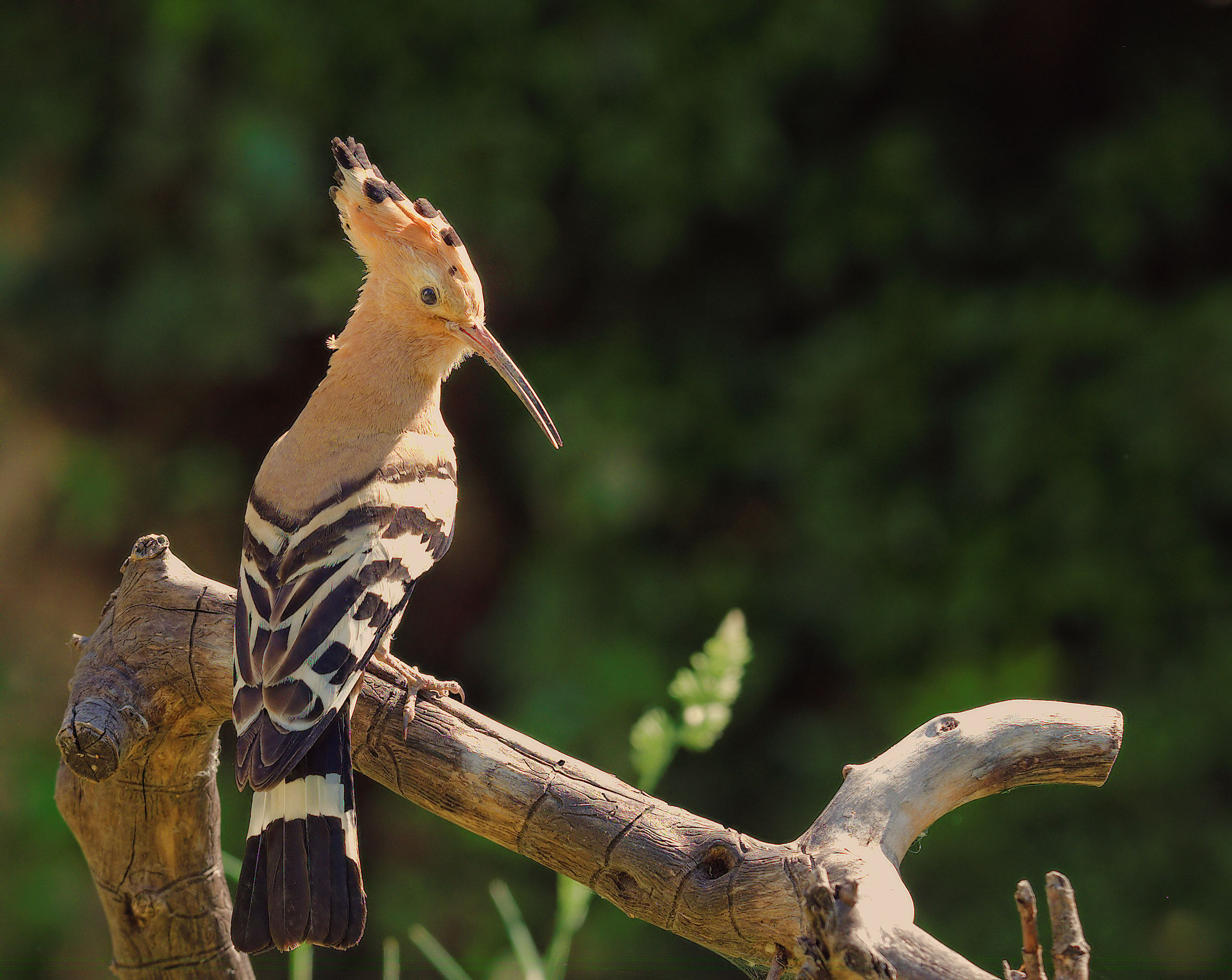Hoopoe