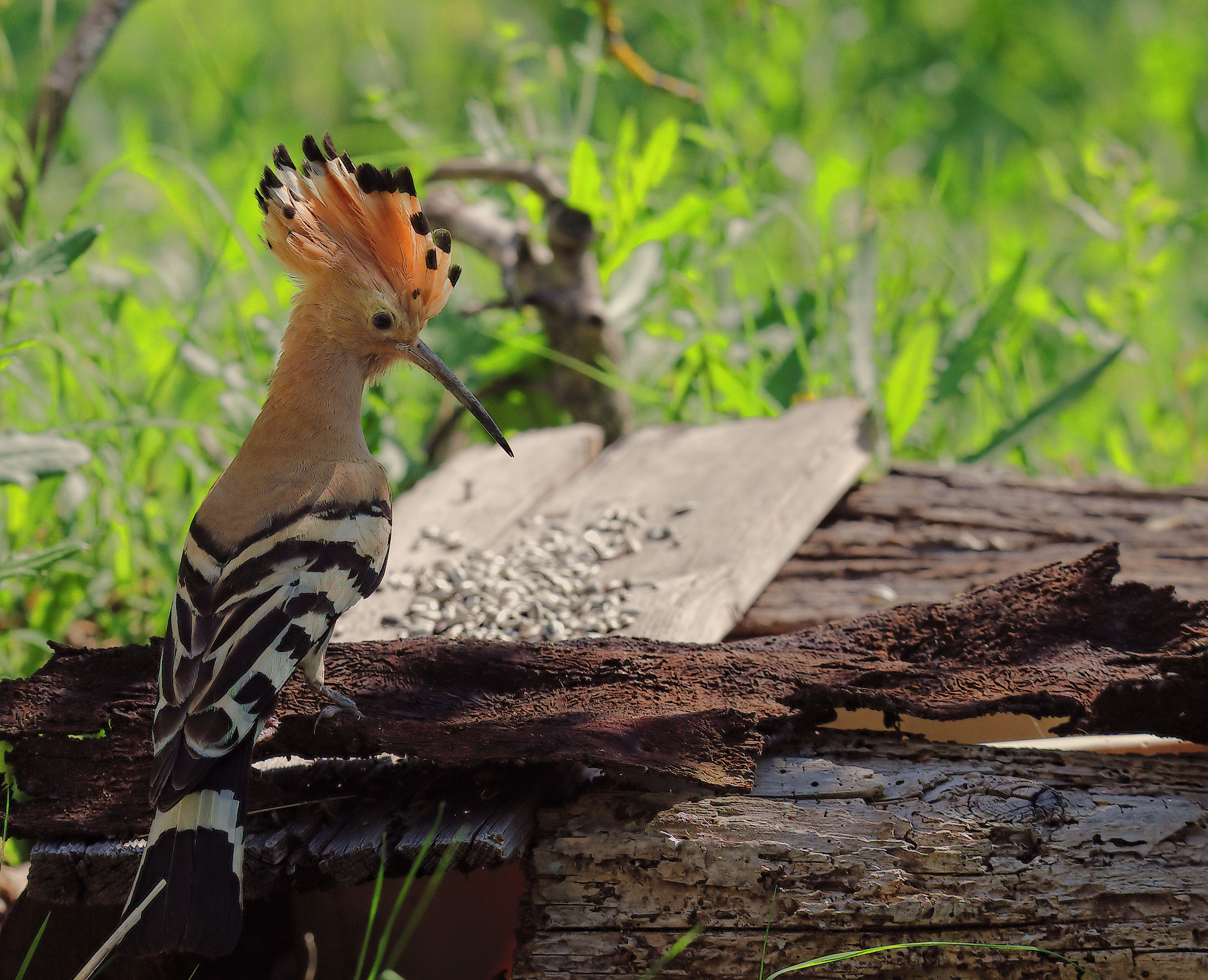 Hoopoe