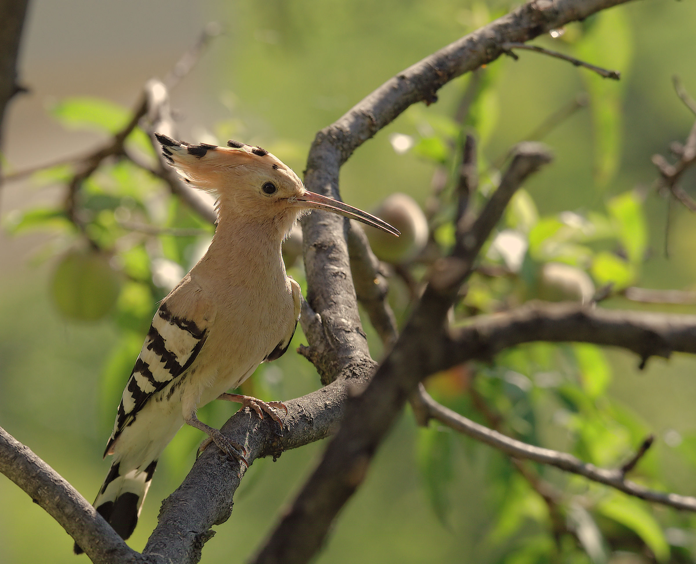 Hoopoe