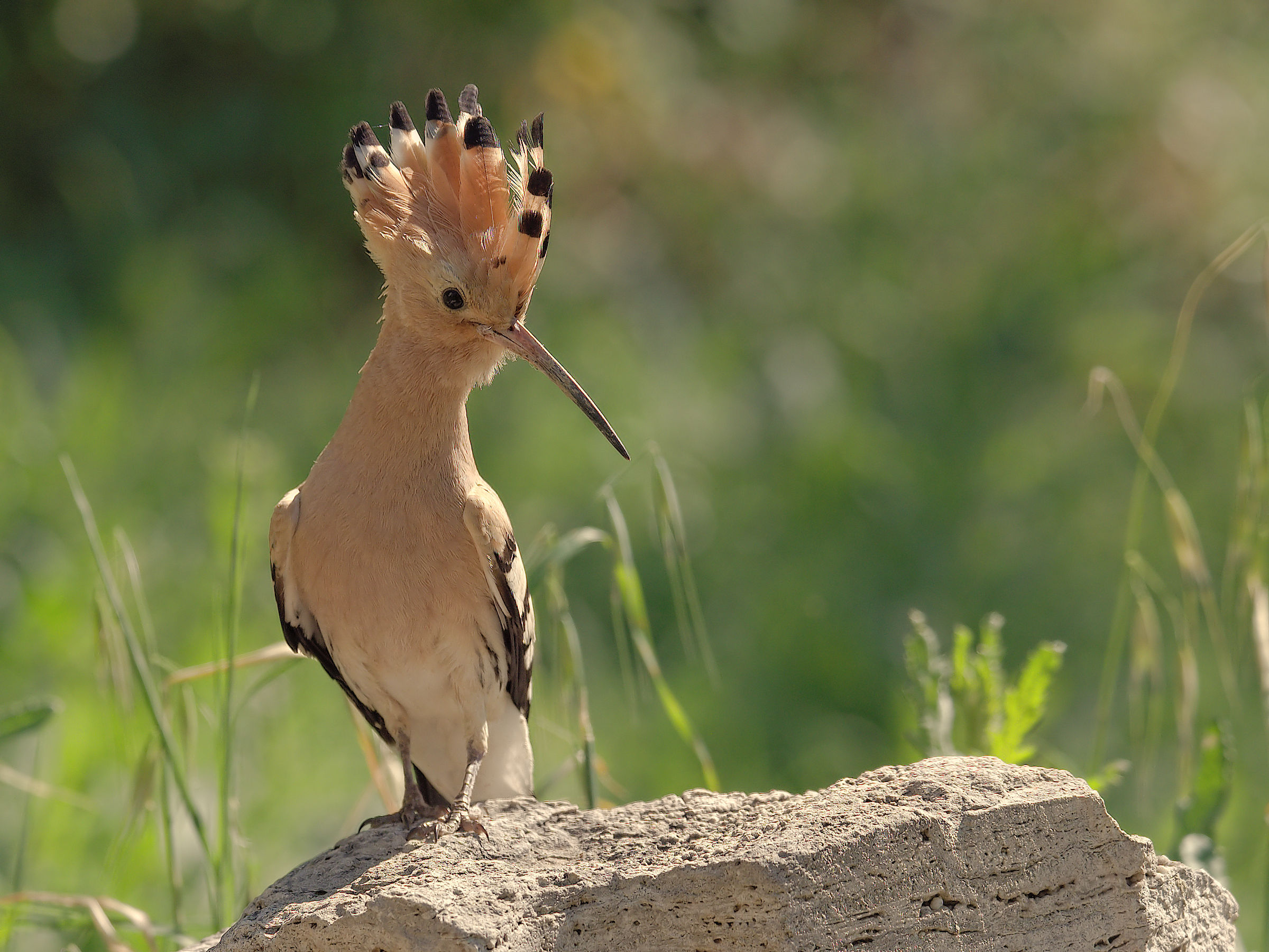 Hoopoe