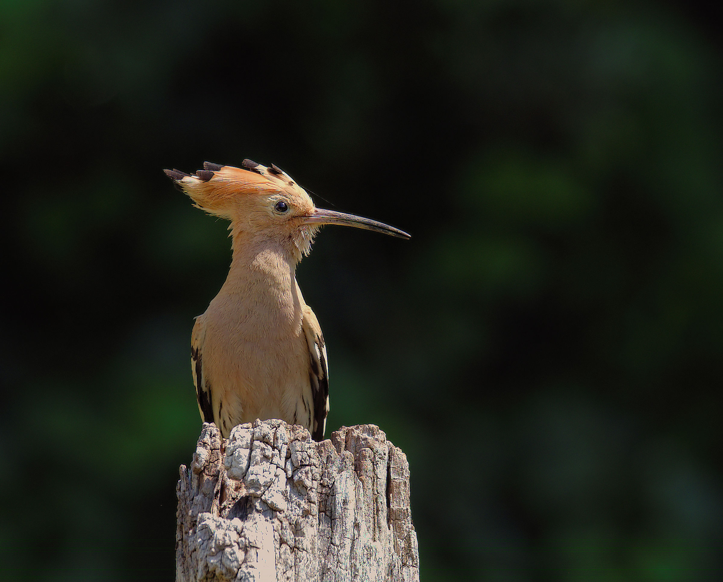 Hoopoe
