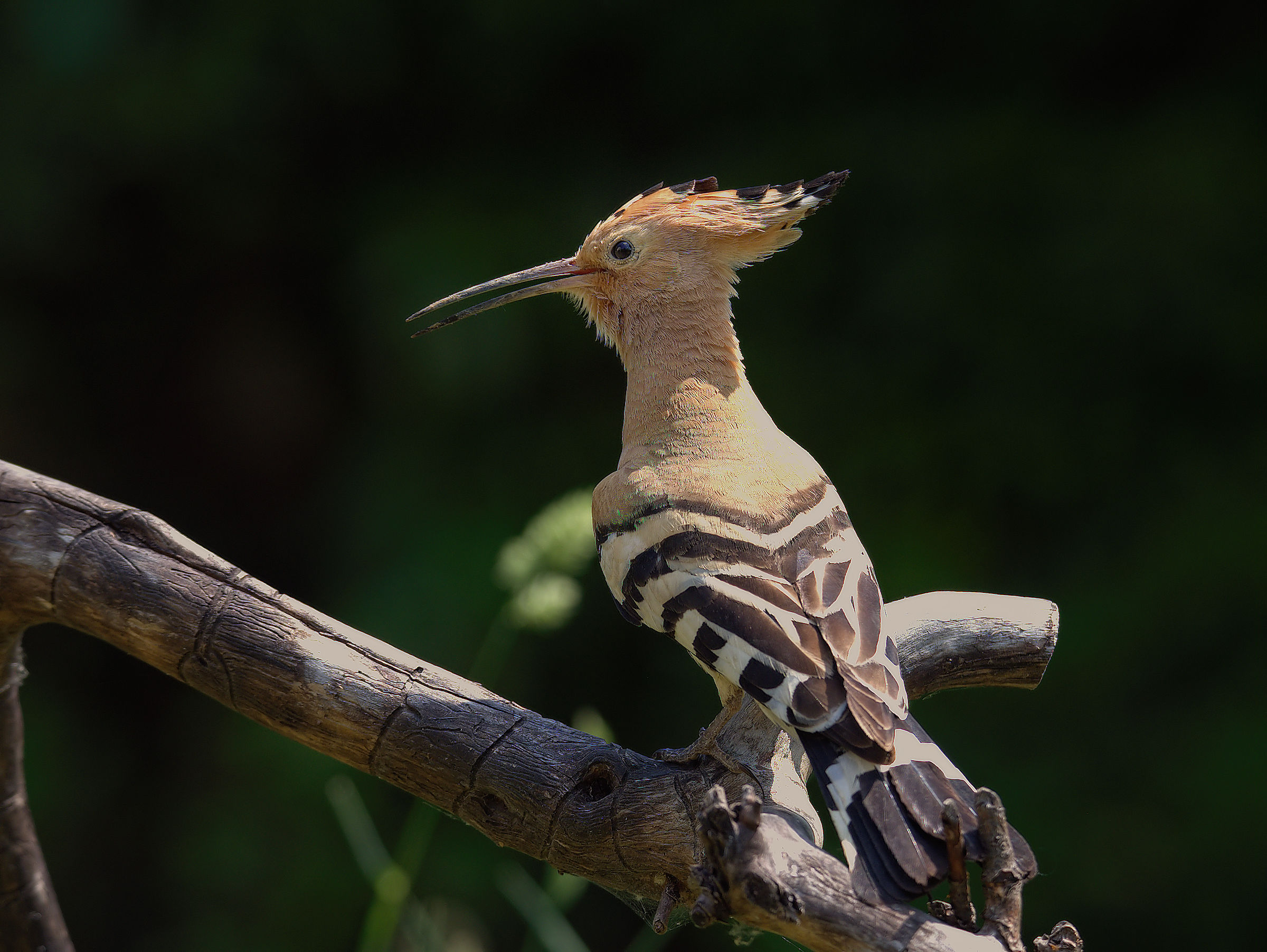 Hoopoe