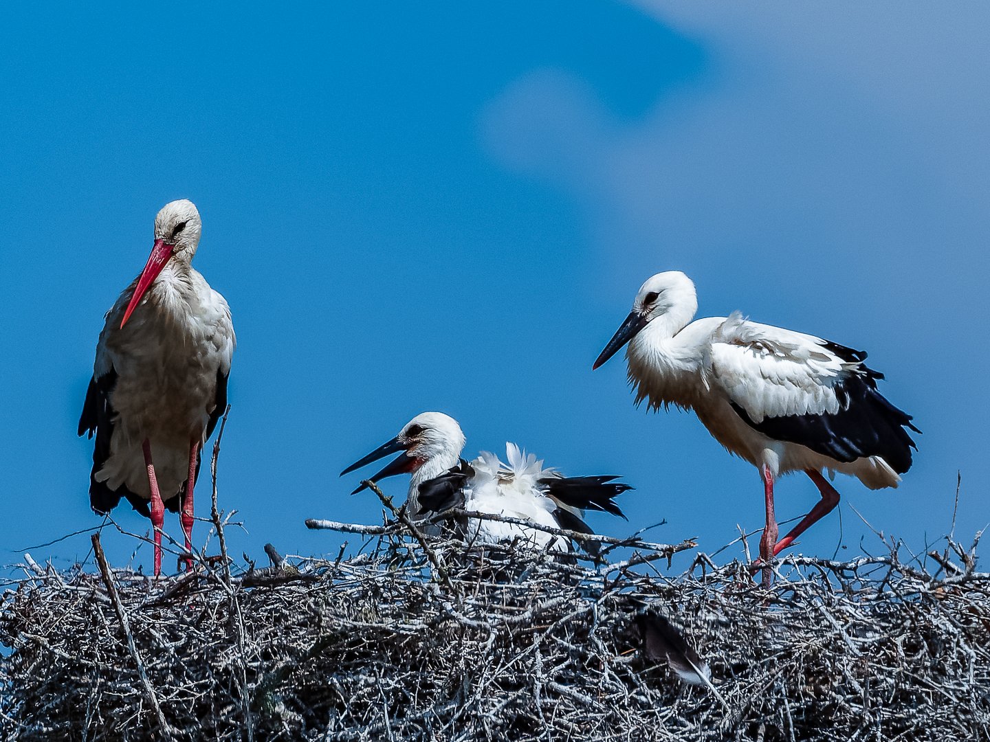 The black beak of the little ones
