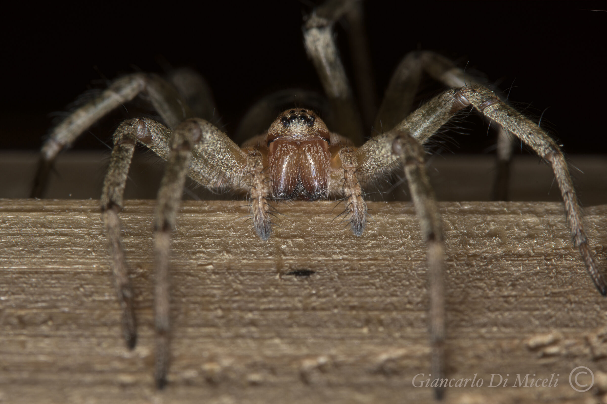 MALACAGE AGELENA RAGNO (AGELENIDAE)