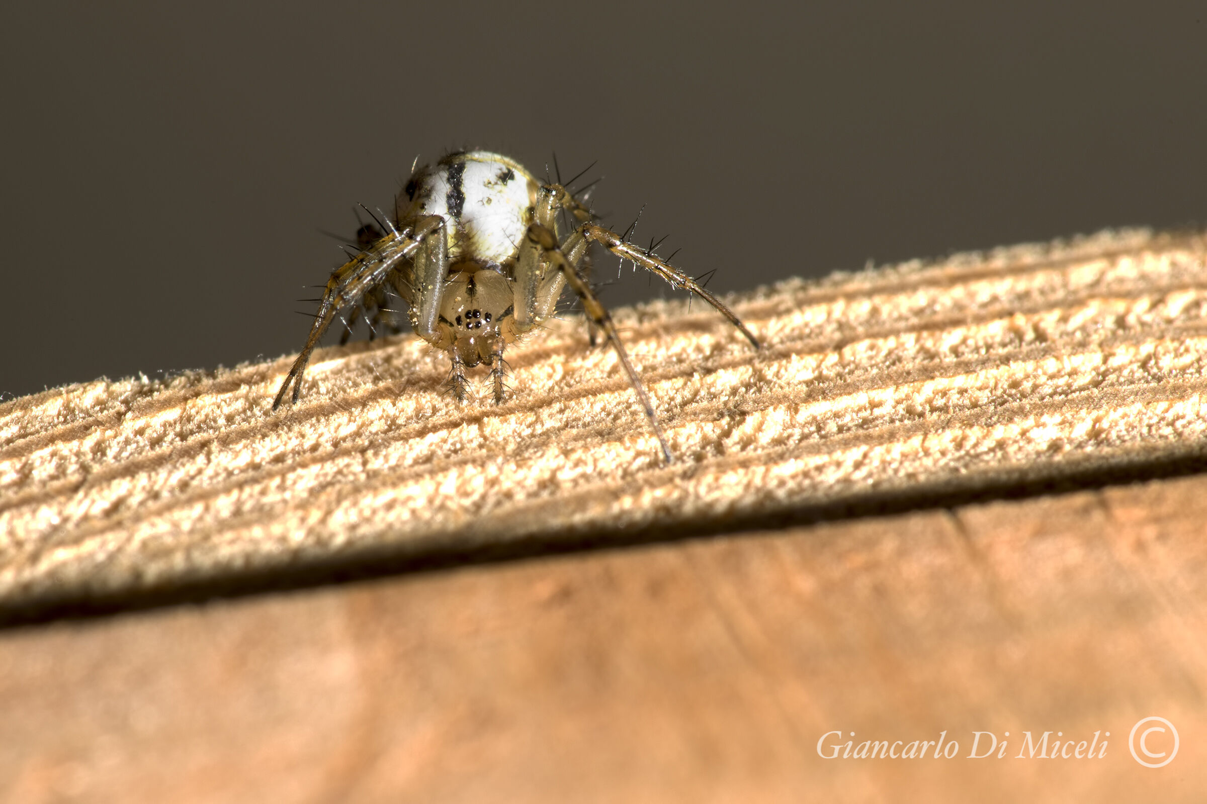 Spider- Mangora acalypha (Araneidae)