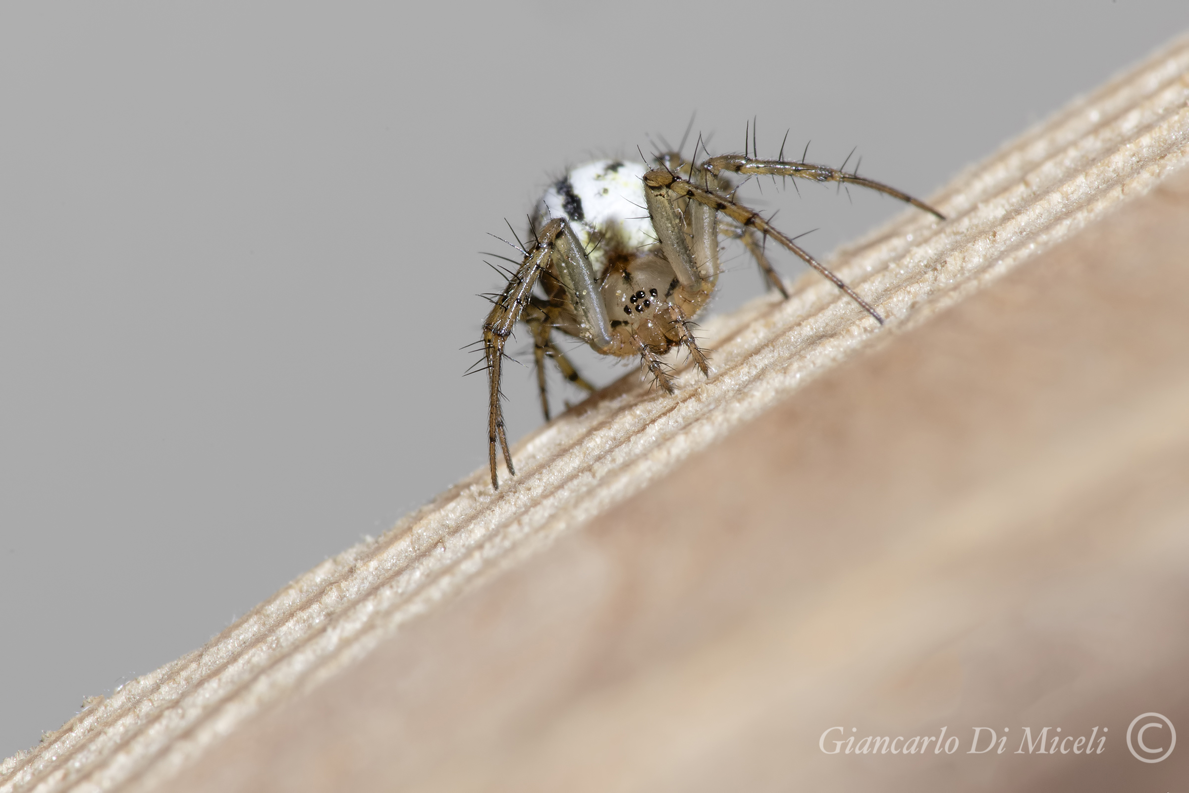 Spider- Mangora acalypha (Araneidae)