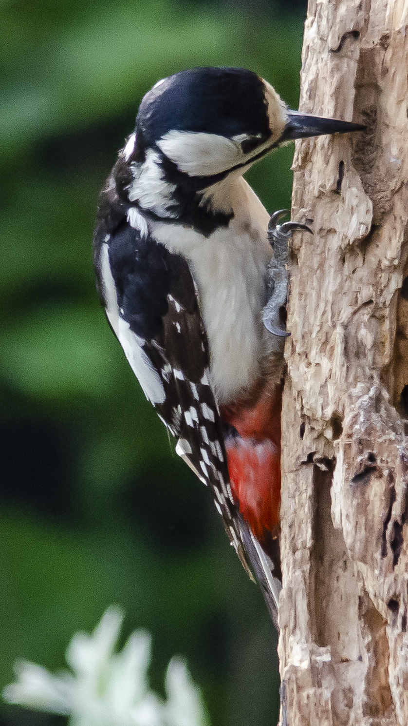 Red woodpecker