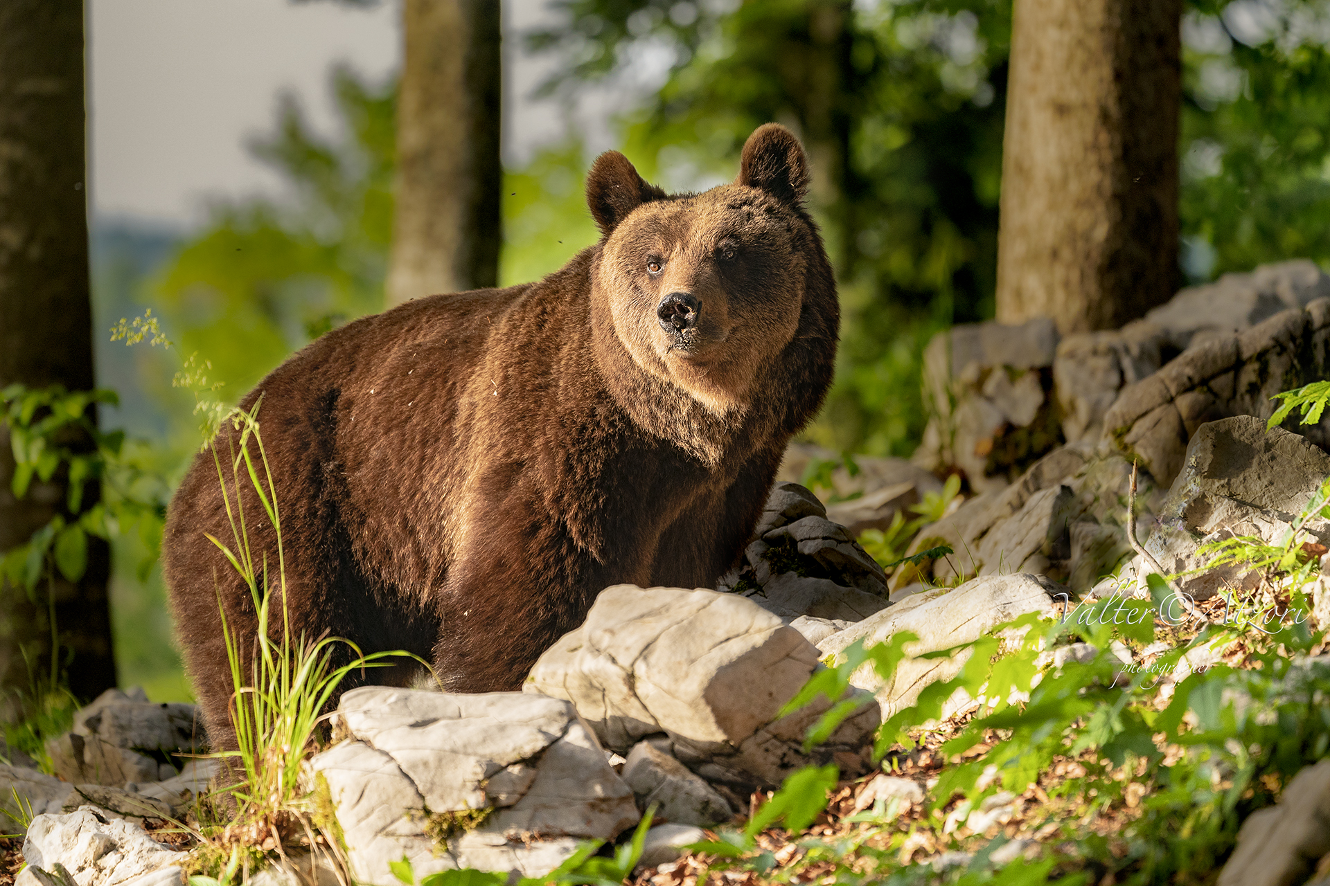 Young Bruno Bear in Slovenia