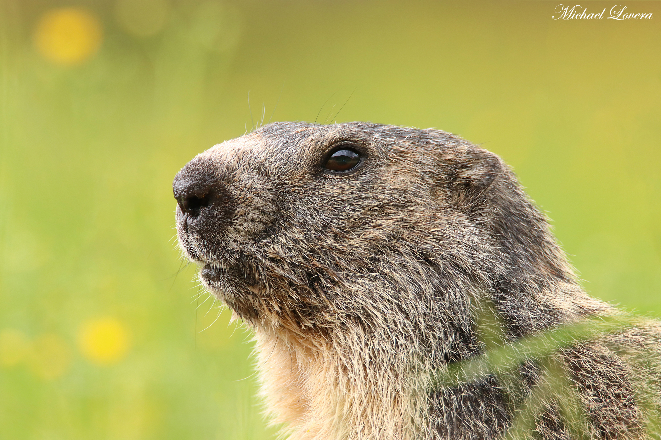 Marmot
