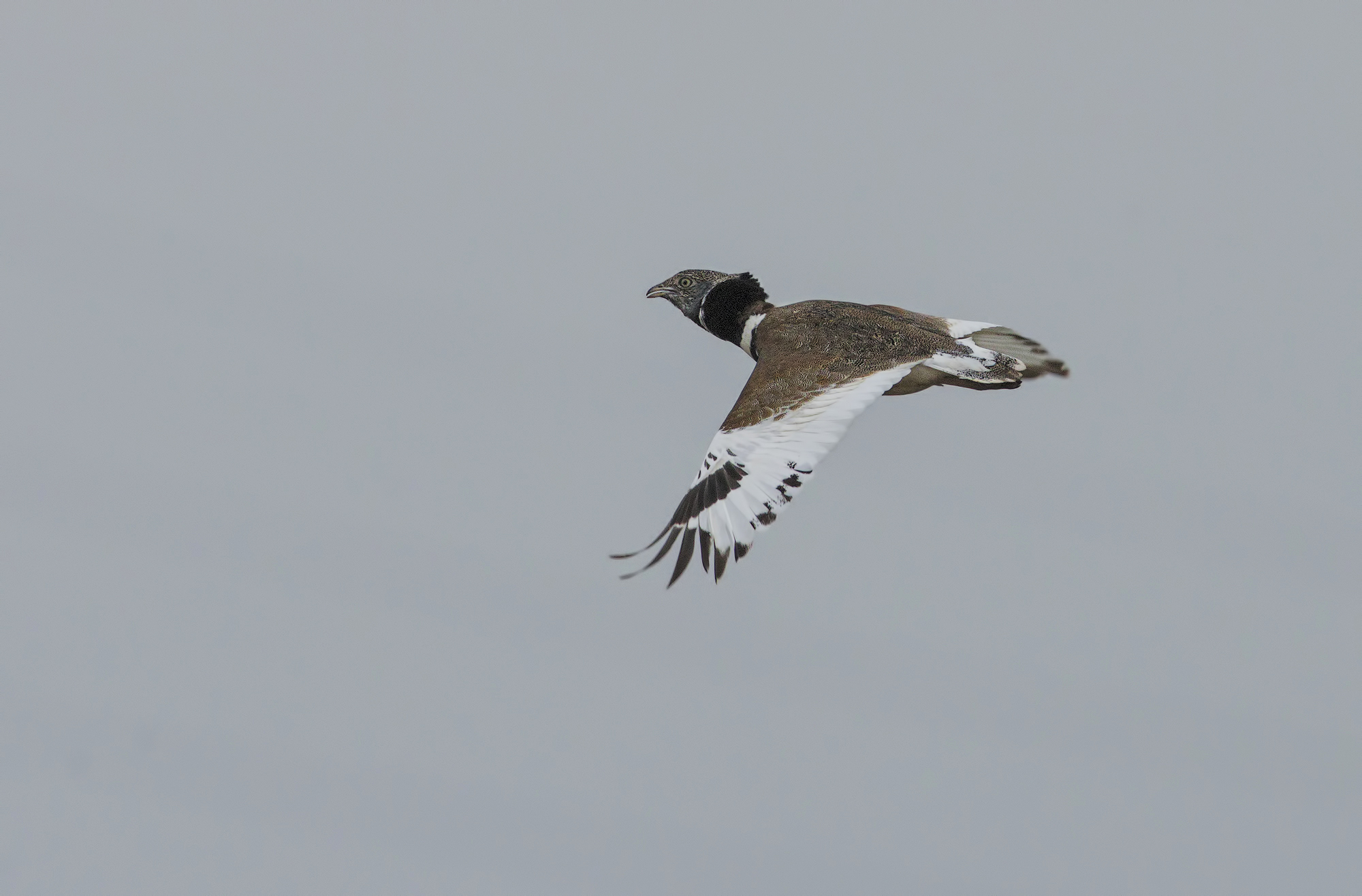 prataiola on the fly.... far away (Claudio is right)