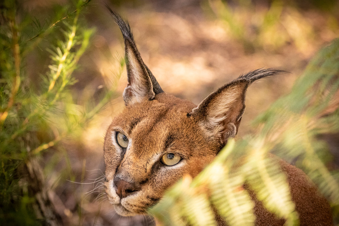 Caracal