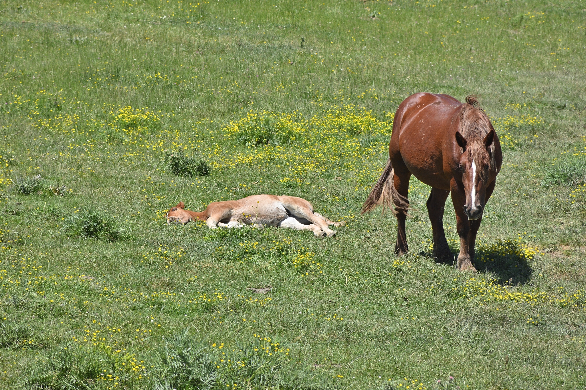 Faccio l'Indifferente che è Meglio