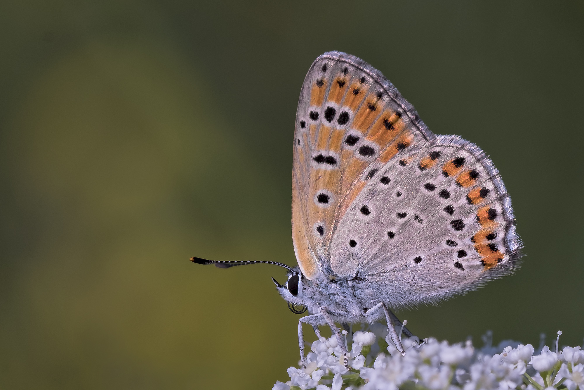 Lycaena thersamon