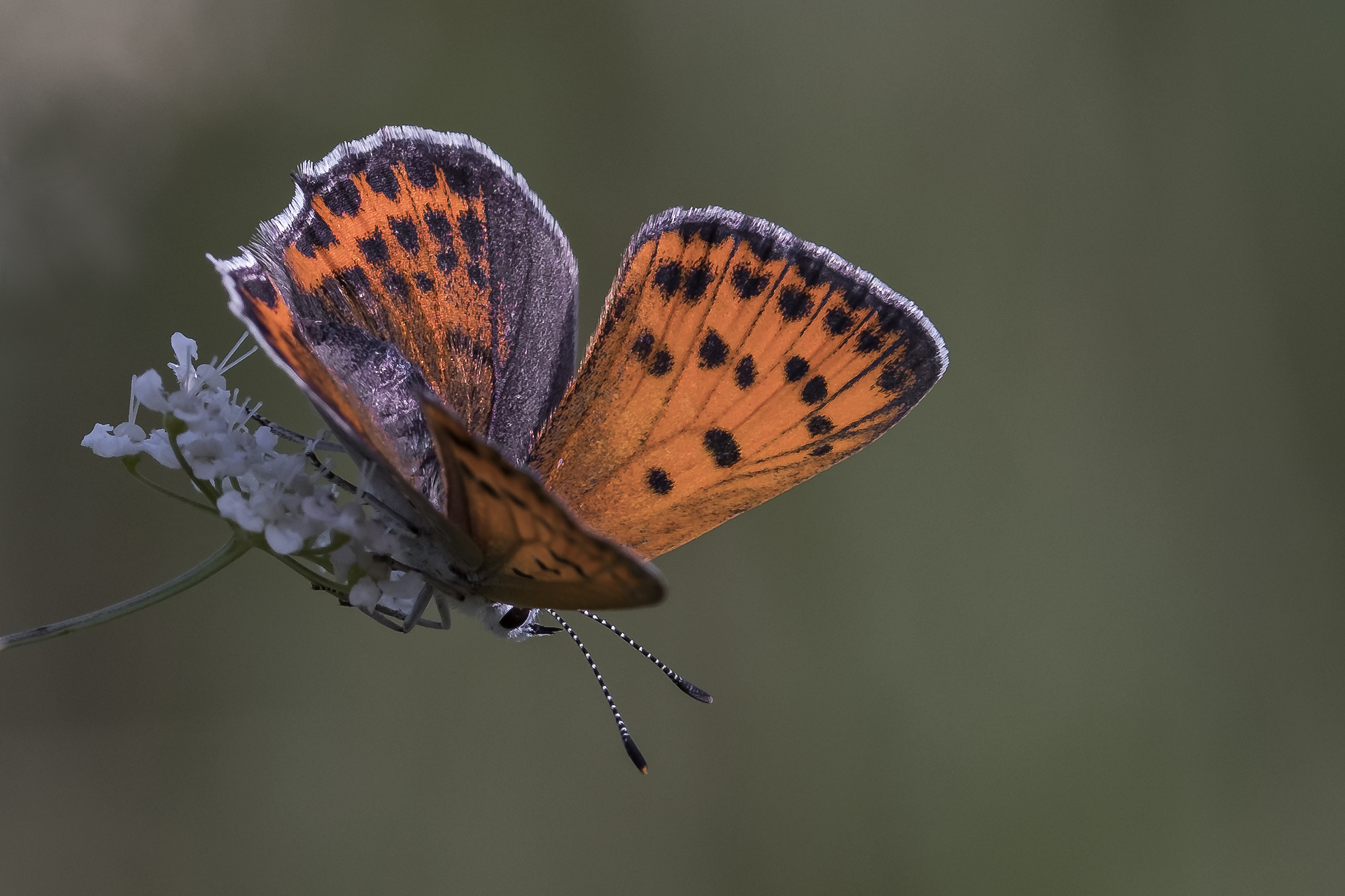Lycaena thersamon