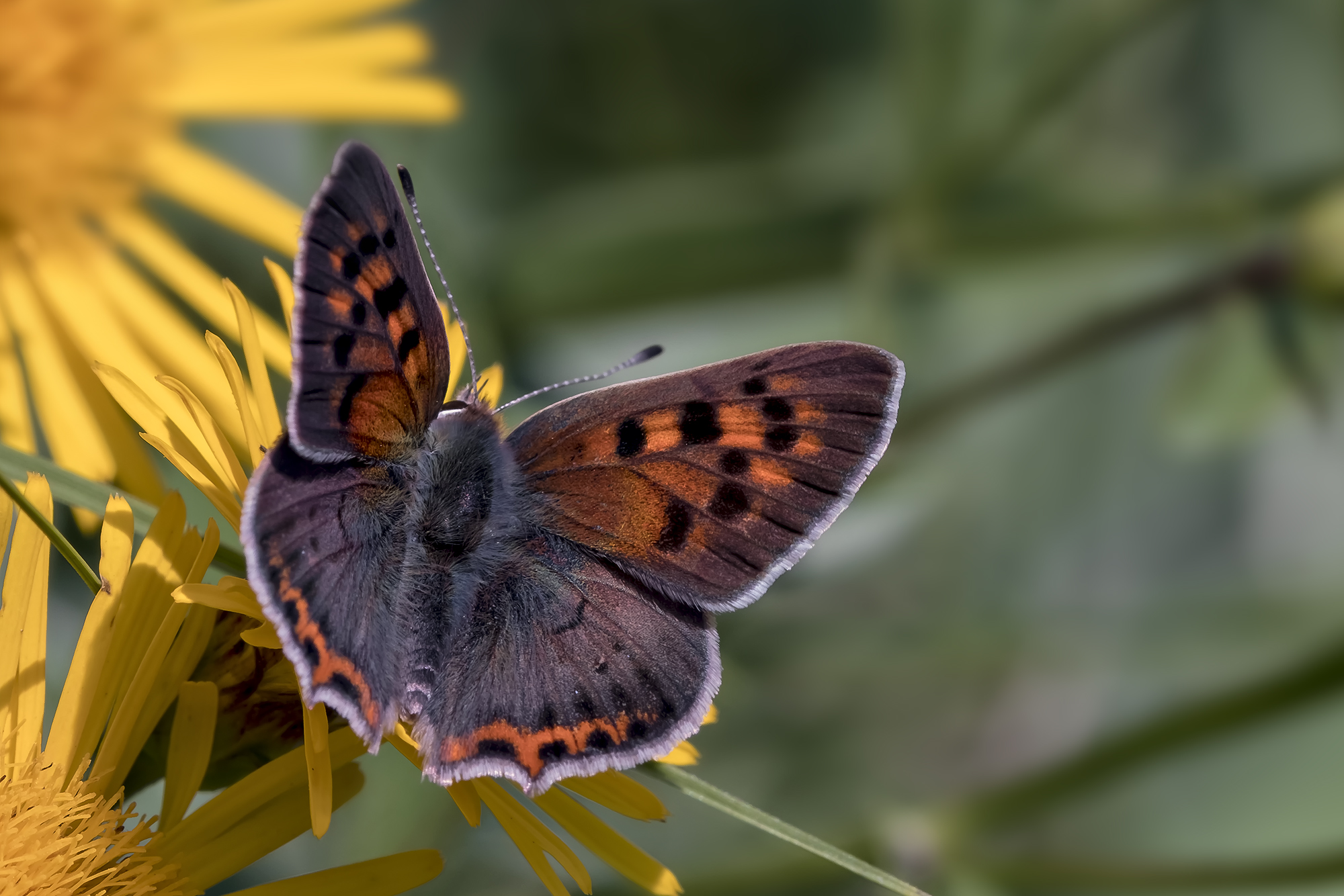 Lycaena alciphron