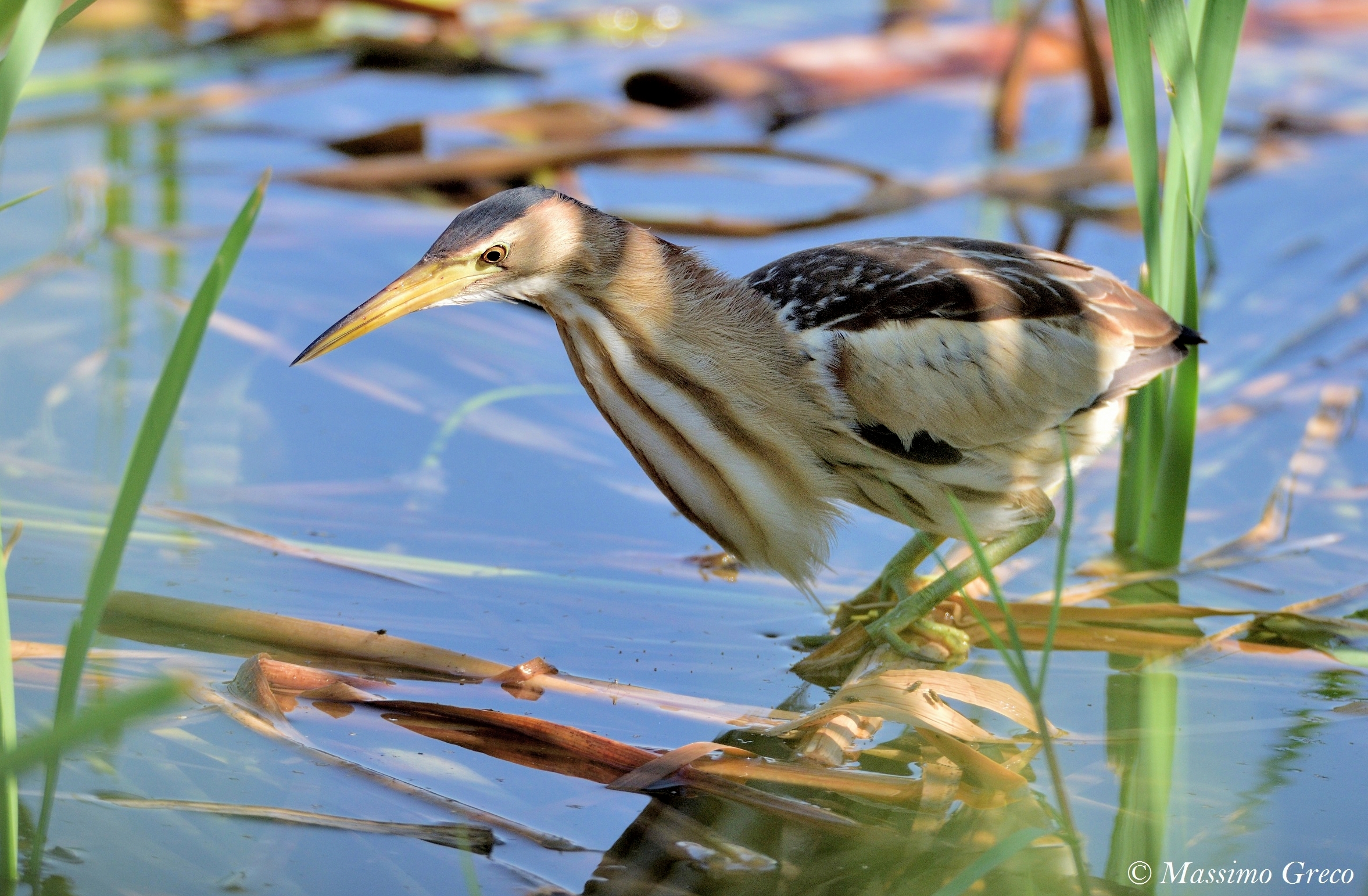 Tarabusino (Ixobrychus minutus) Il Principe del canneto