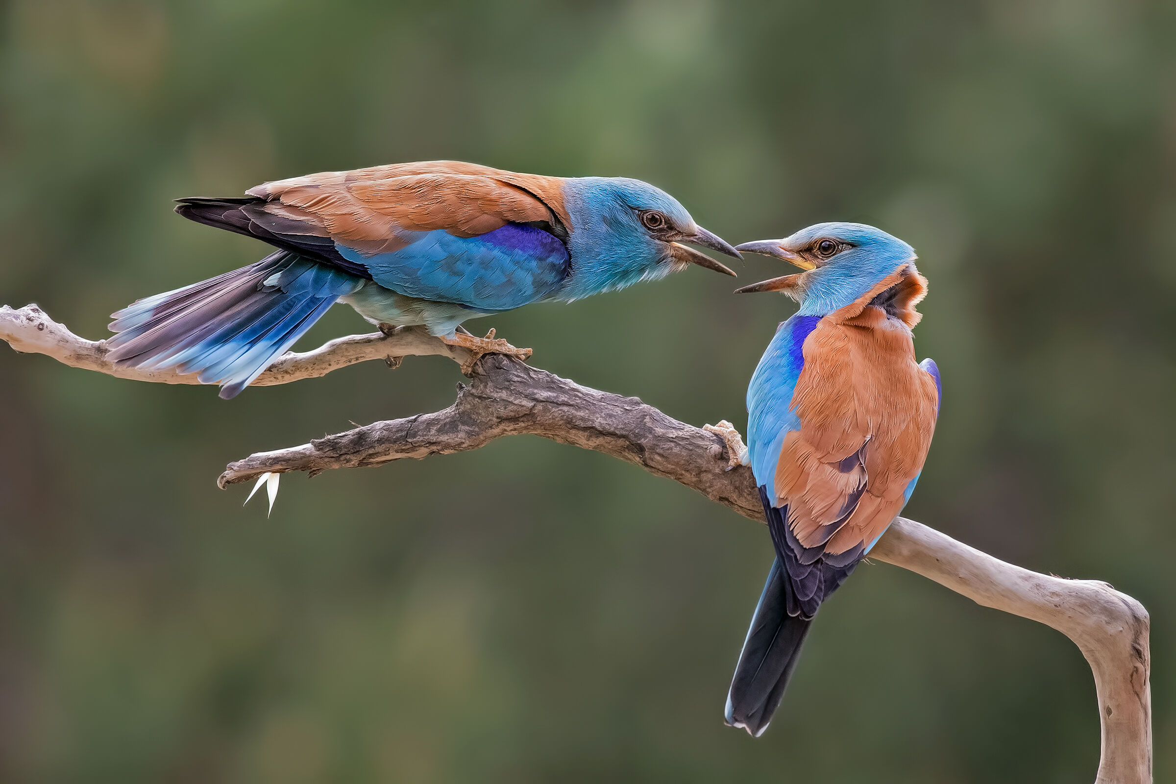 Il bacio della Ghiandaia marina