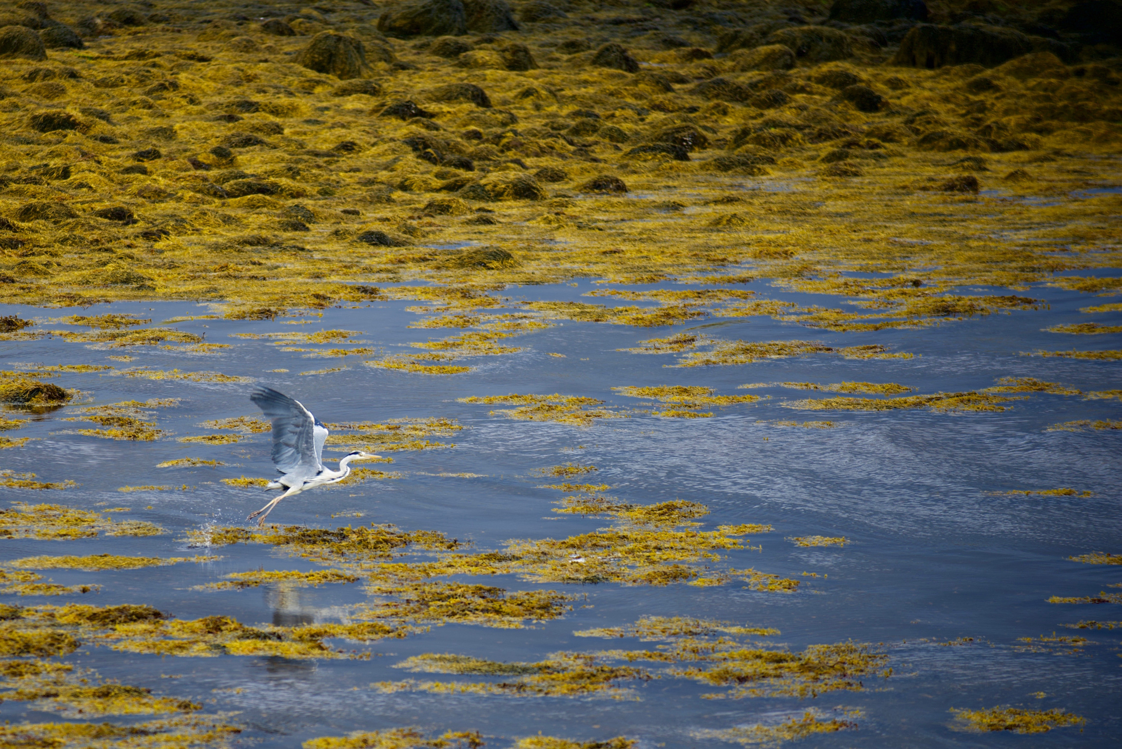 Heron, Isle of Lewis