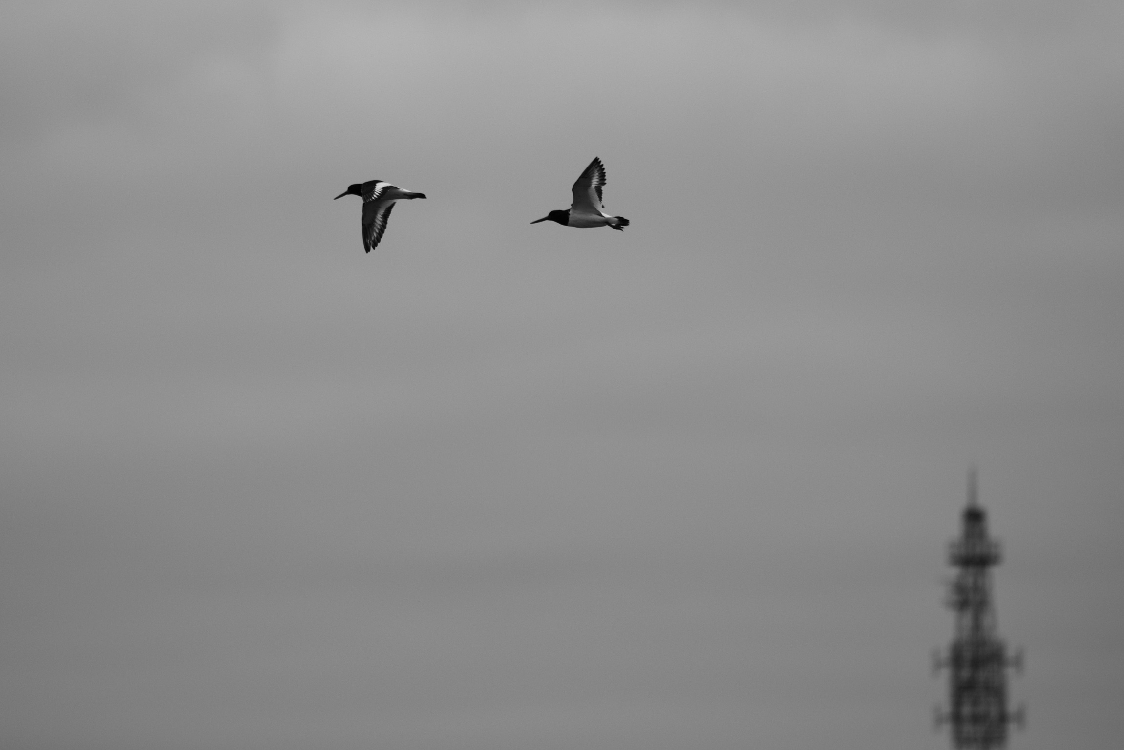 Synchro, South Uist