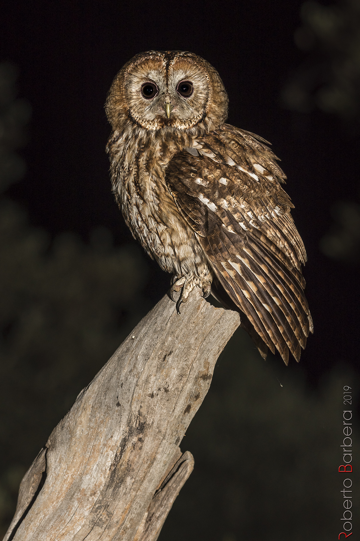 While I was waiting for the fairy, the allocco arrived!