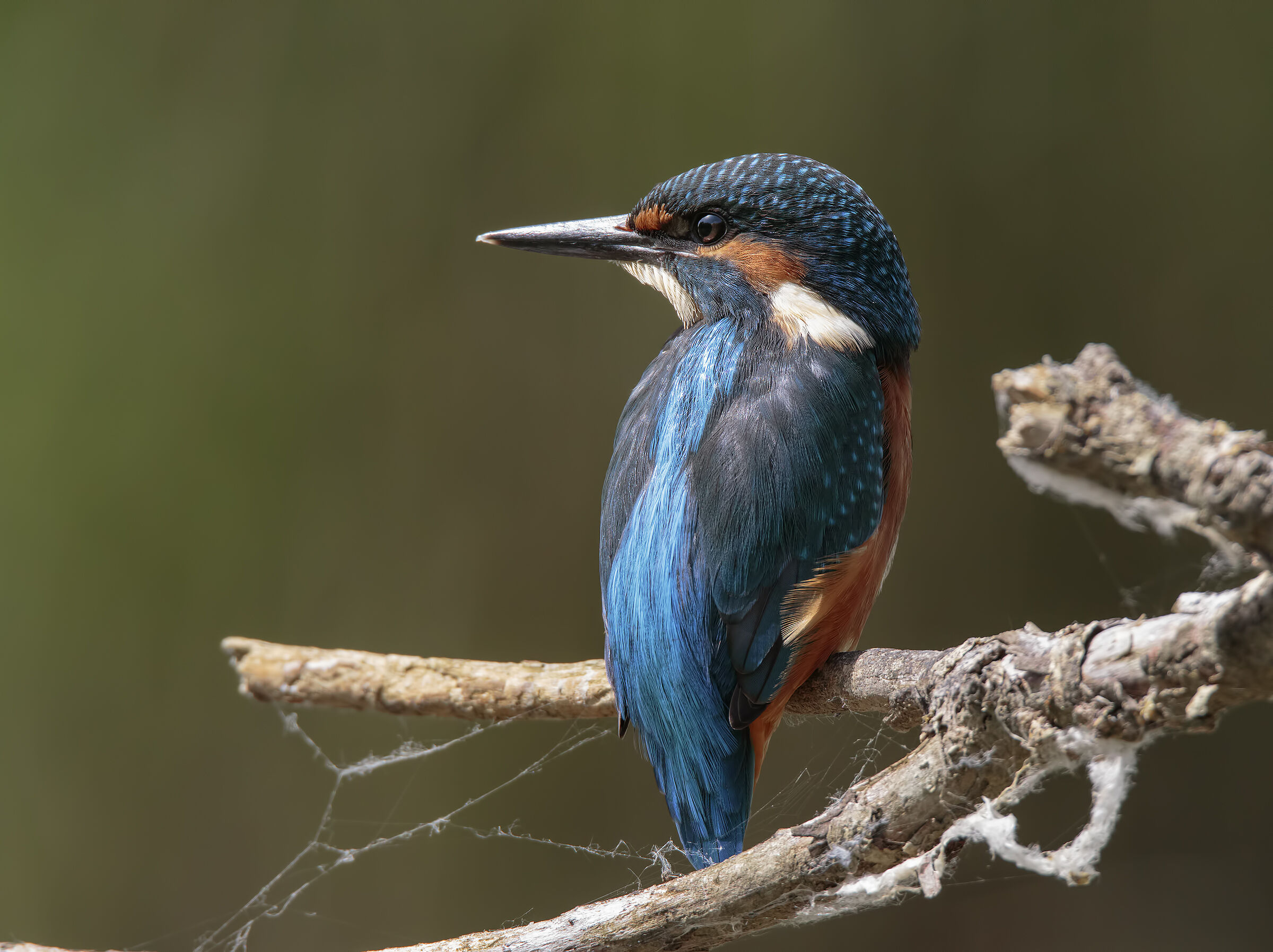 Un Martino tra le ragnatele