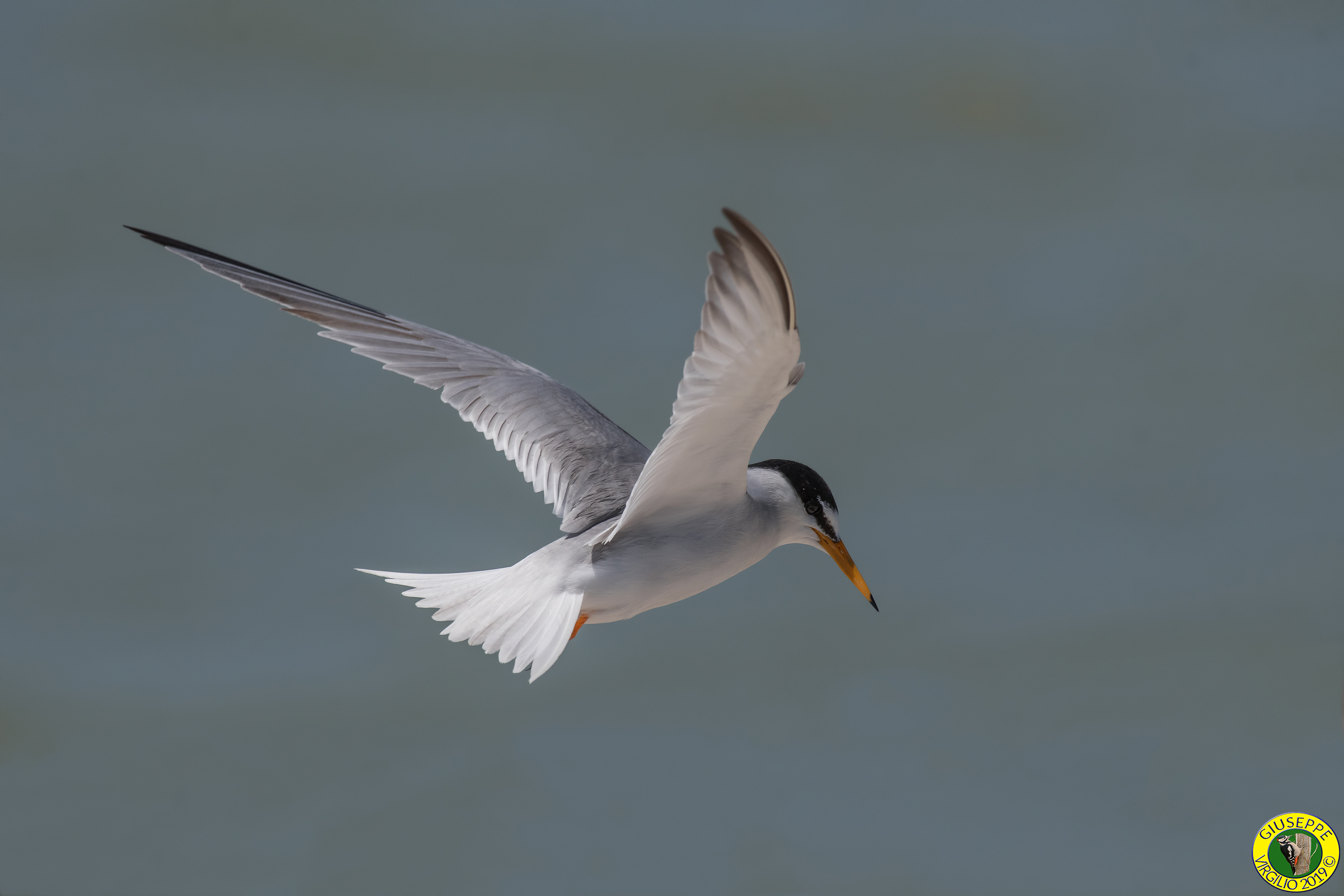 Fraticello (Sardegna ) 2019