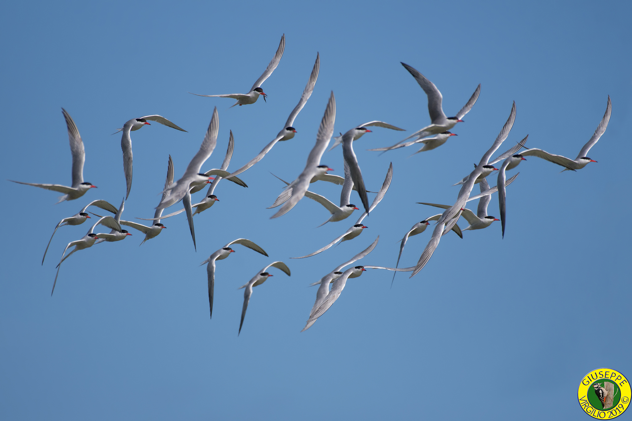 Sterne in volo (Sardegna) 2019