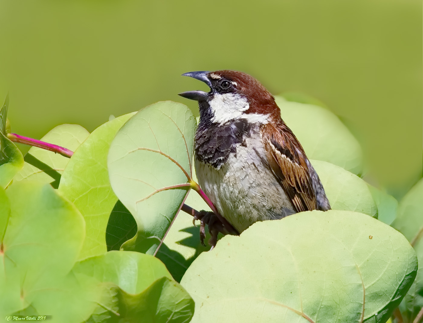 Sparrow of Italy (Italian Sparrow)