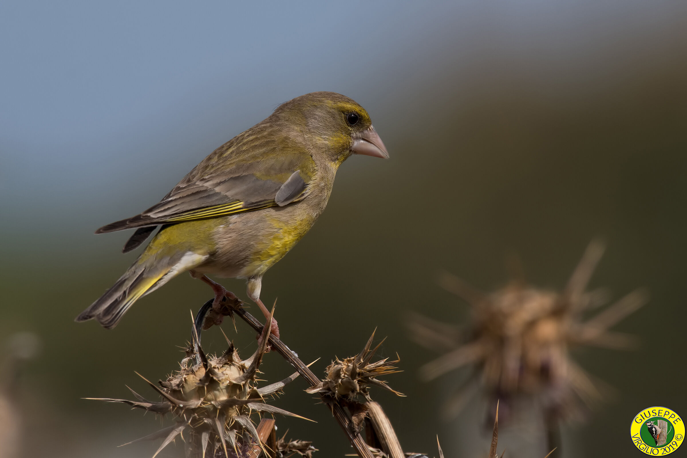 Verdone (Sardegna) 2019